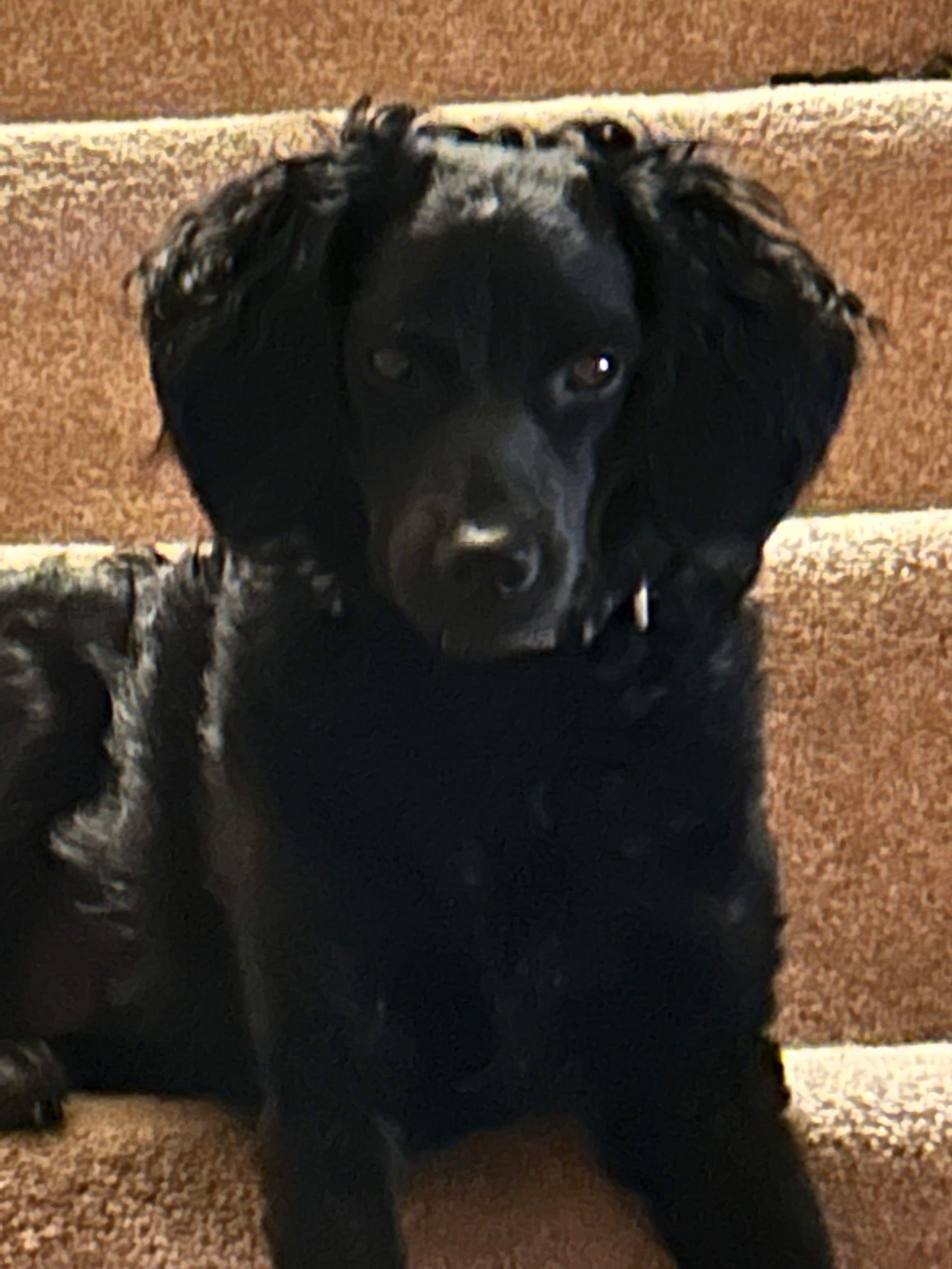 Cute puppies for sale near me Spencer Indiana Bedford Indiana Bloomfield Indiana Jasper Indiana.