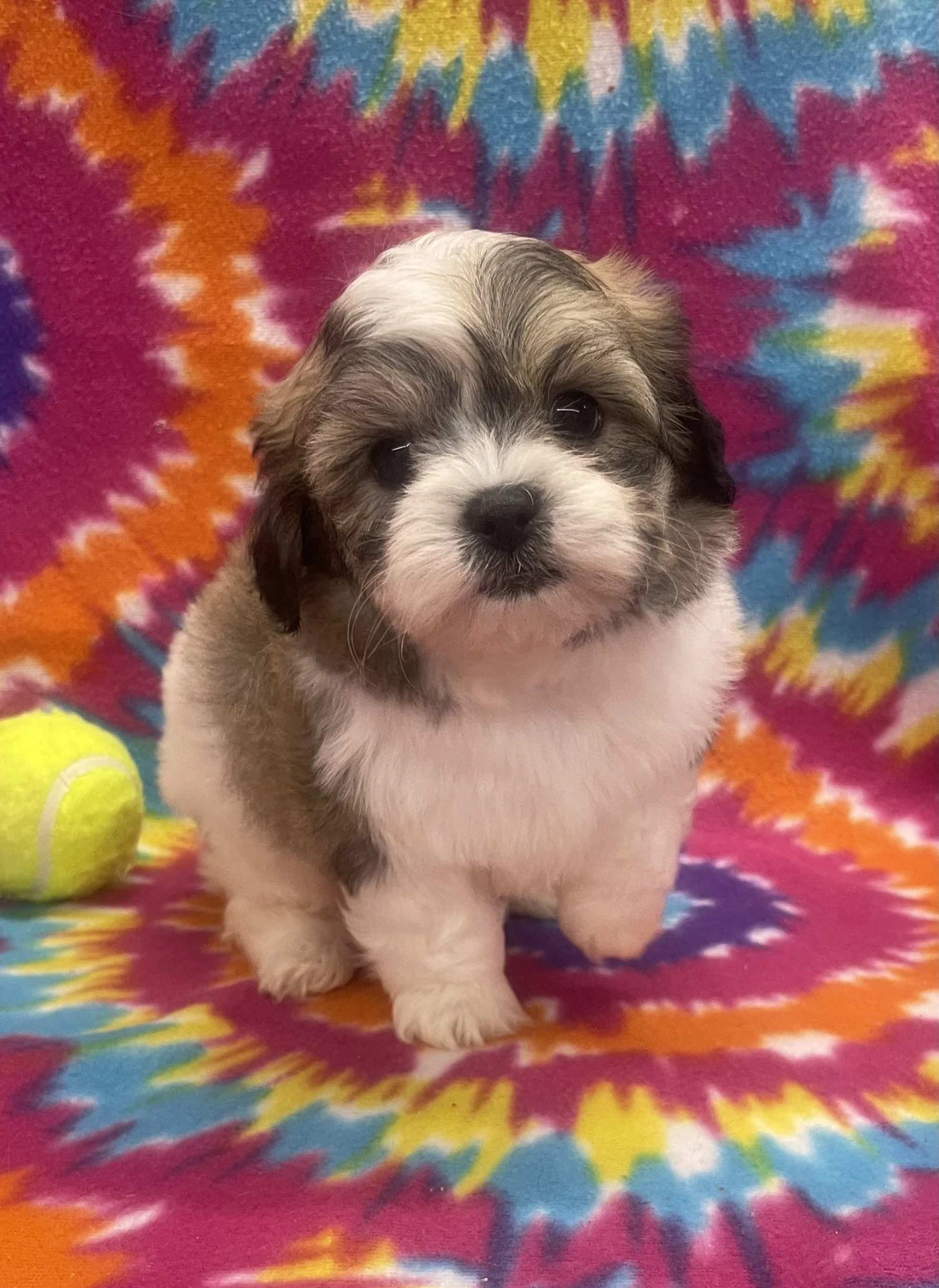 Peanut CKC male Shichon