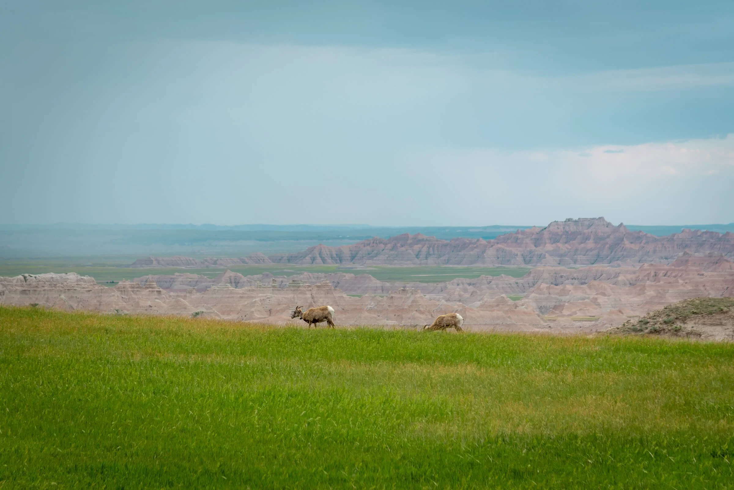 Professional Landscape and wildlife image of Badlands National Park
