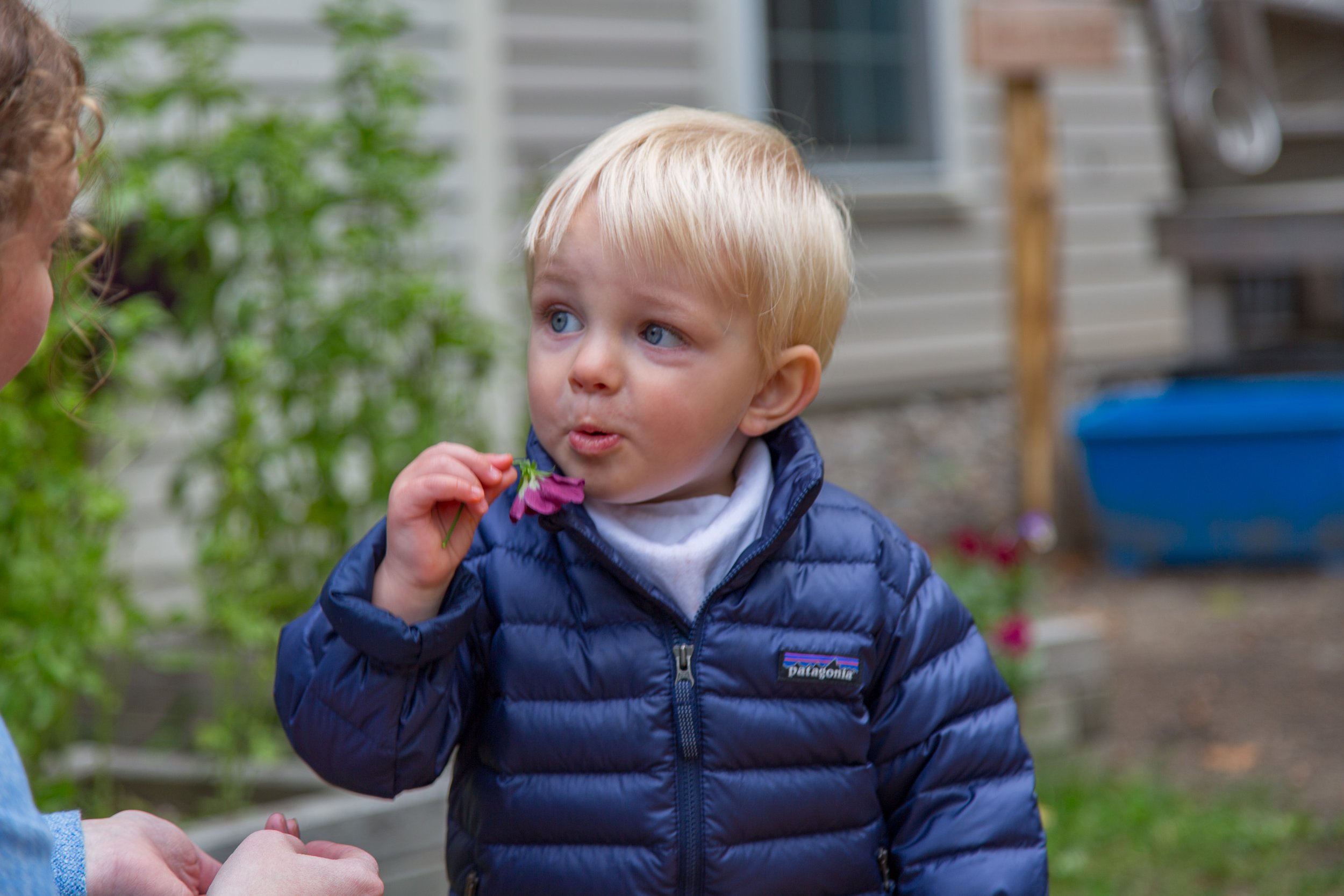A young boy with blonde hair and blue eyes wearing a navy blue puffer jacket holding a pink flower near his mouth, interacting with a person outside in a garden.