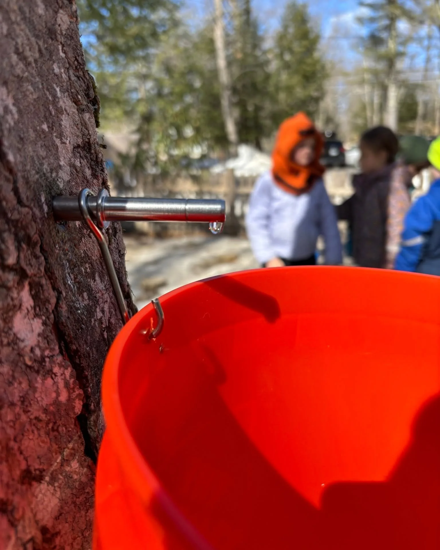 Close-up of a tree with a metal tap attached, a droplet of water hanging from the tap, and a red bucket underneath. In the background, there are children and trees, with a blurry outdoor scene.