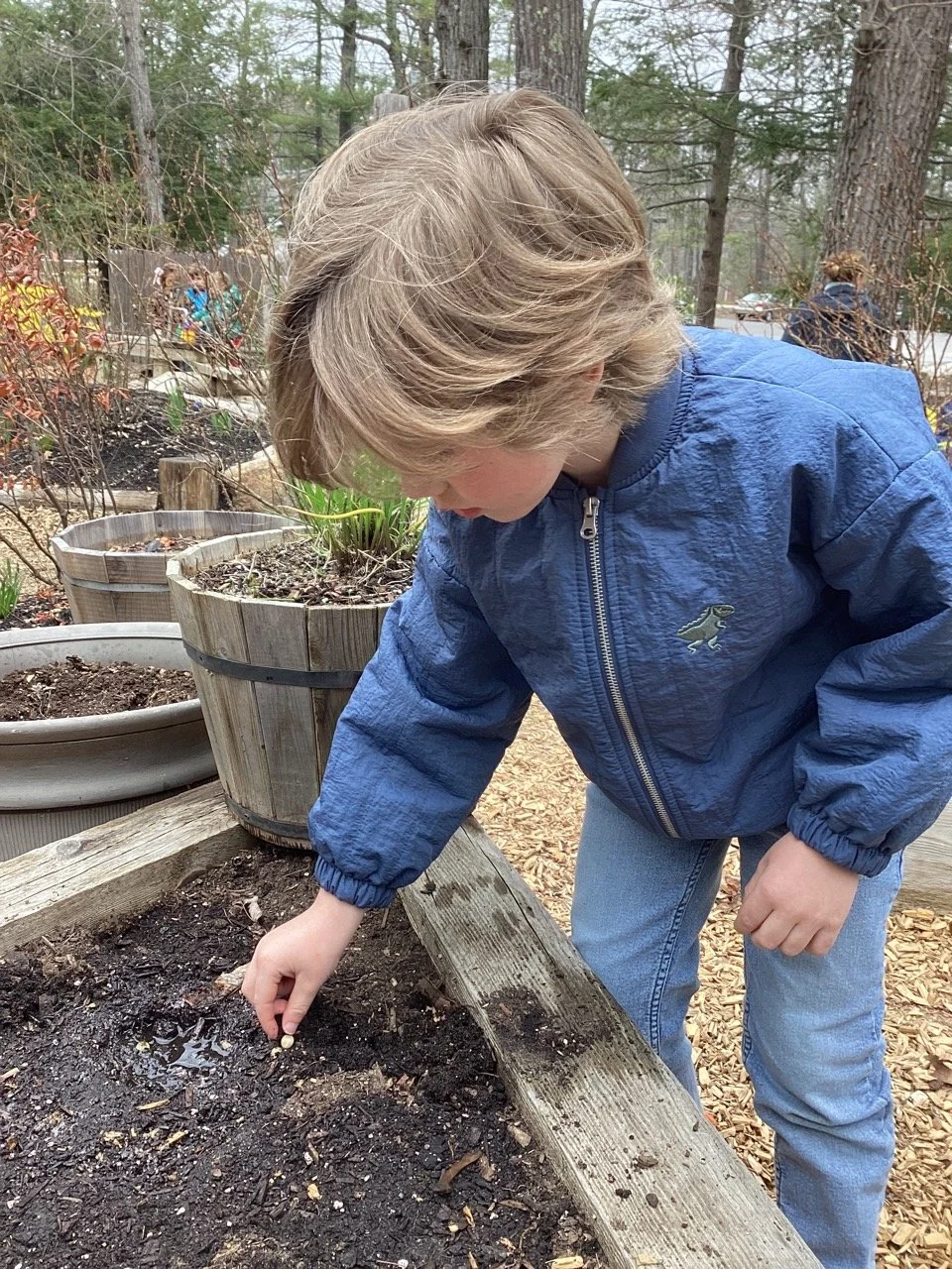 A young boy in a blue jacket is planting seeds in a garden bed outdoors surrounded by trees.