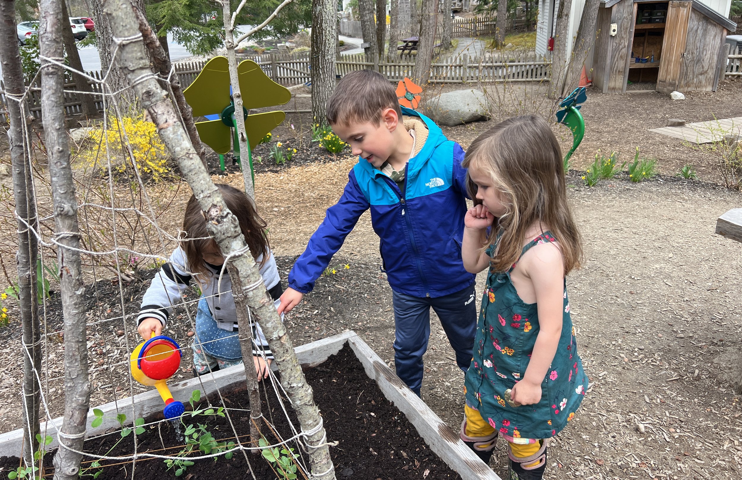 Children gardening in a backyard with a small wooden shed, wooden fence, trees, and blooming flowers.