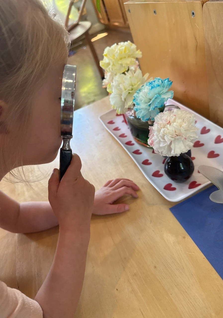 A young girl holding a magnifying glass up to her eye, examining a floral arrangement on a table with a white tray decorated with red hearts. The flowers are in small vases of various colors.
