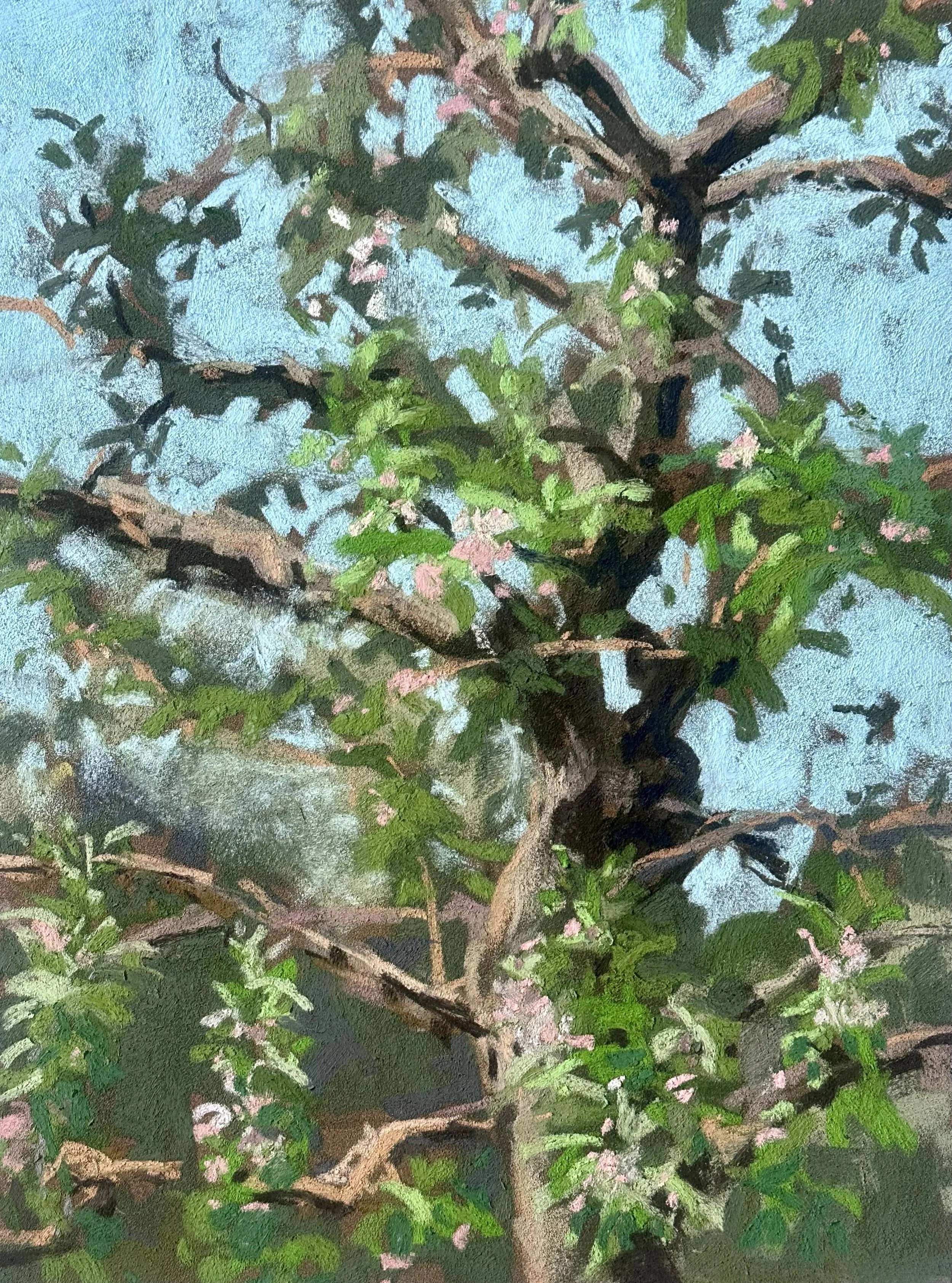 9 x 12 Apple Blossoms.jpg