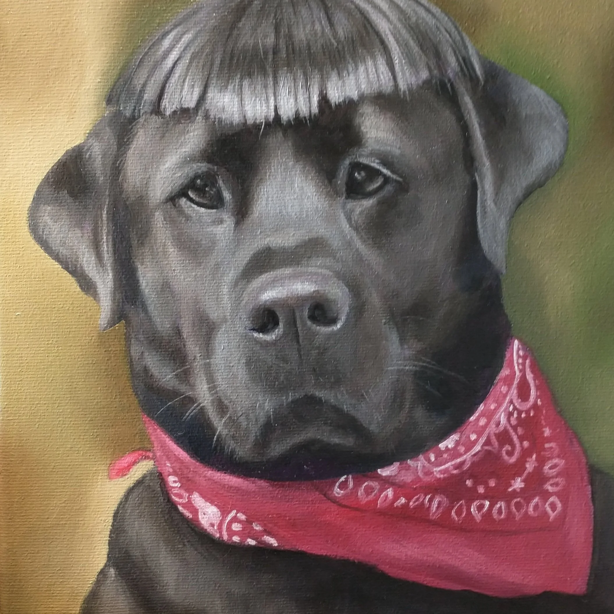 dog%2Bwig.jpg