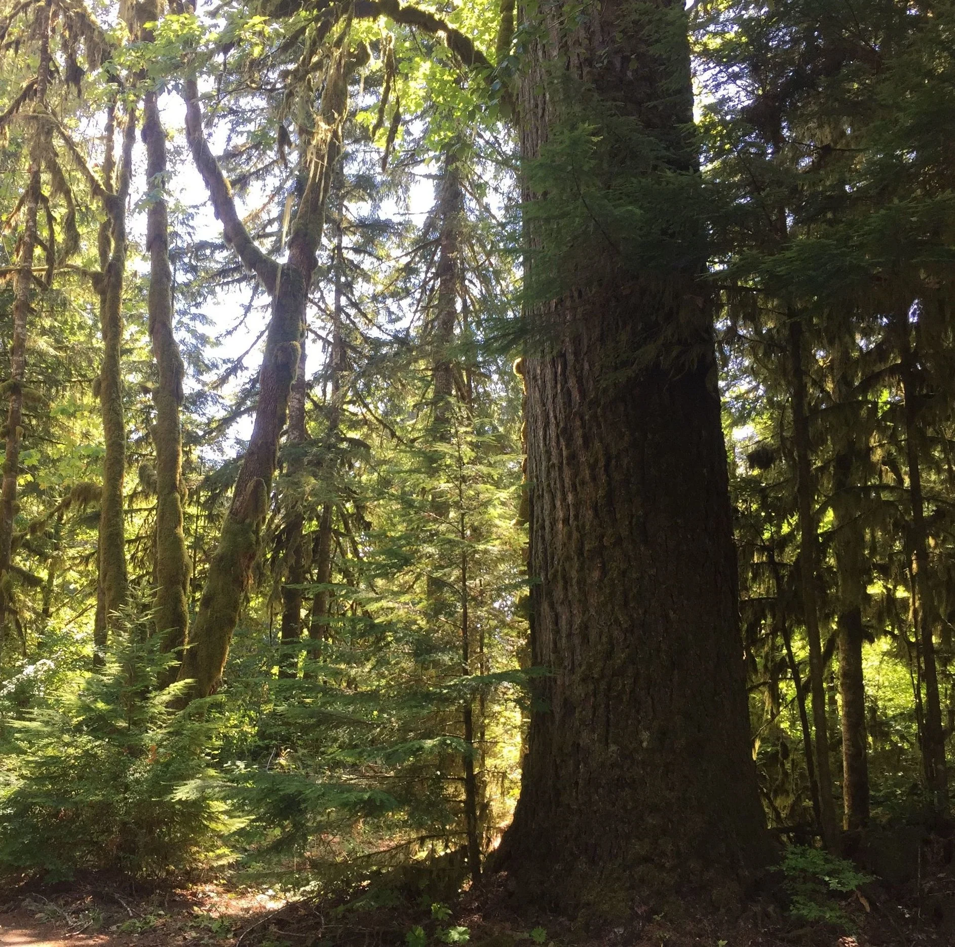 wayland constructive image .jpeg