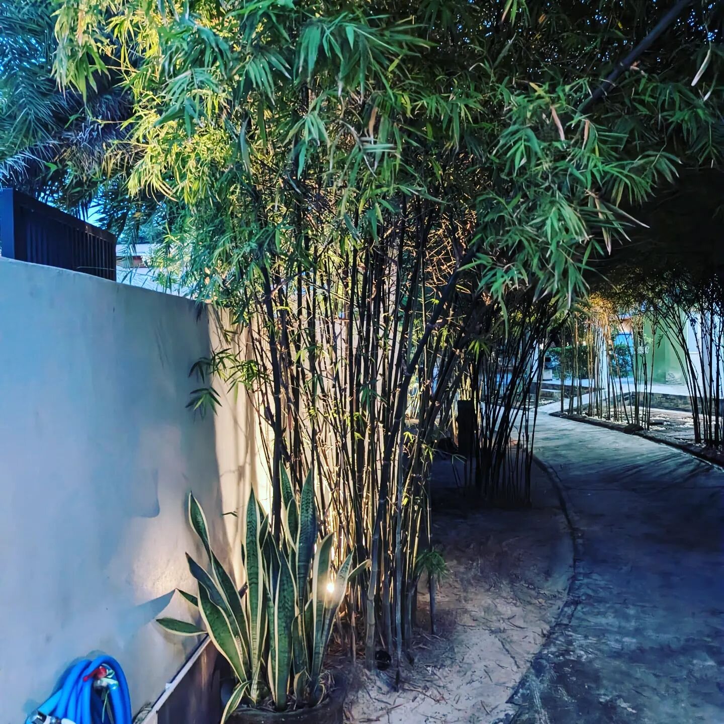 Beautiful bamboo at Ko Phi Phi

#bamboo #bambooforthewin #kohphiphi #ecofriendly #paradise #thailand #sustainable