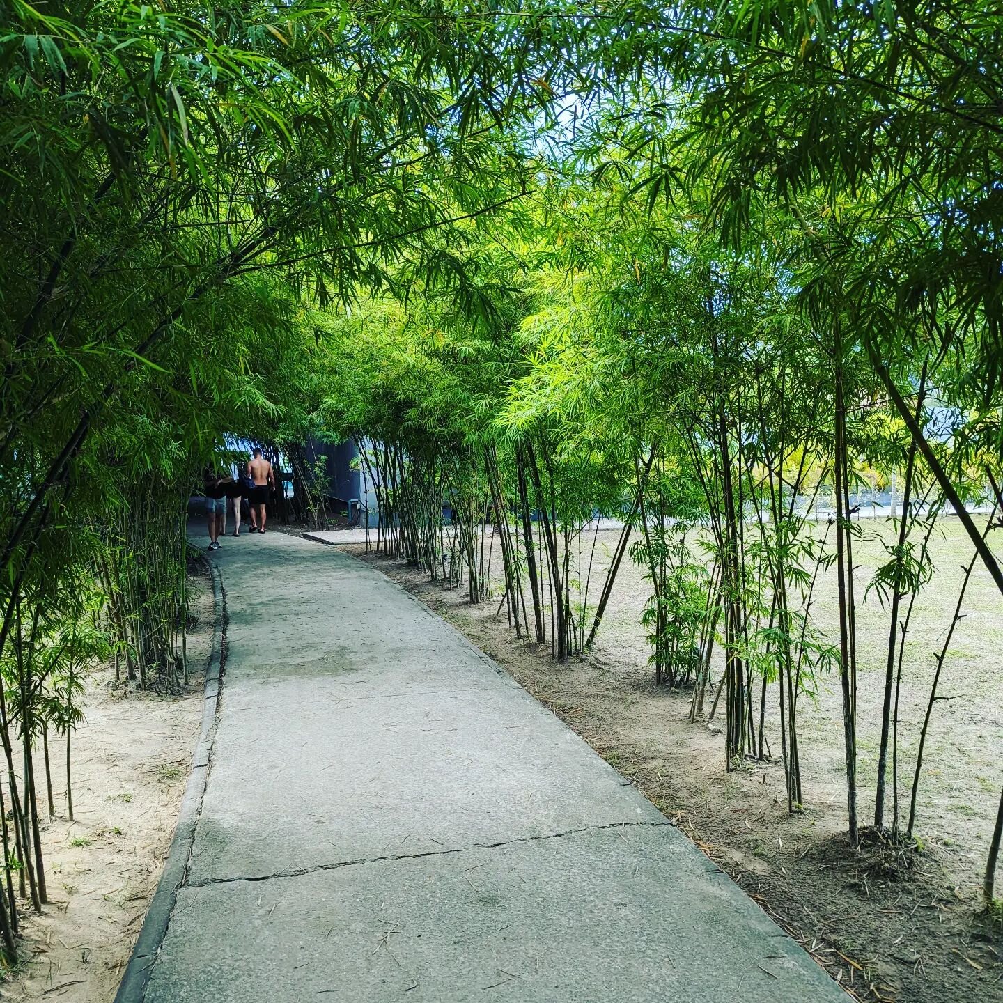 Bamboo canopy walkway? Yes please! 
#bambooforthewin #bamboo #ecofriendlyliving  #sustainable #thailand #islandlife