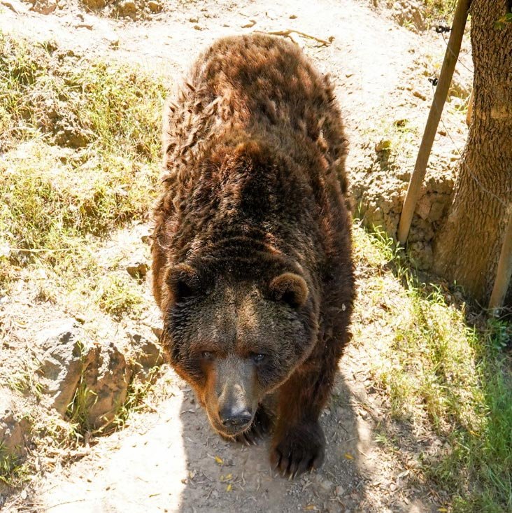 reserva-park-mallorca-naturaleza-ocio-aventura-contacto-oso.jpg