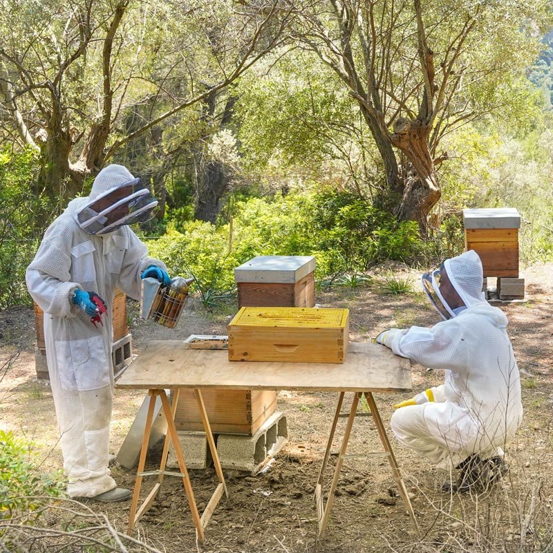 reserva-park-mallorca-naturaleza-ocio-aventura-niños-apicultor-abejas-02.jpg