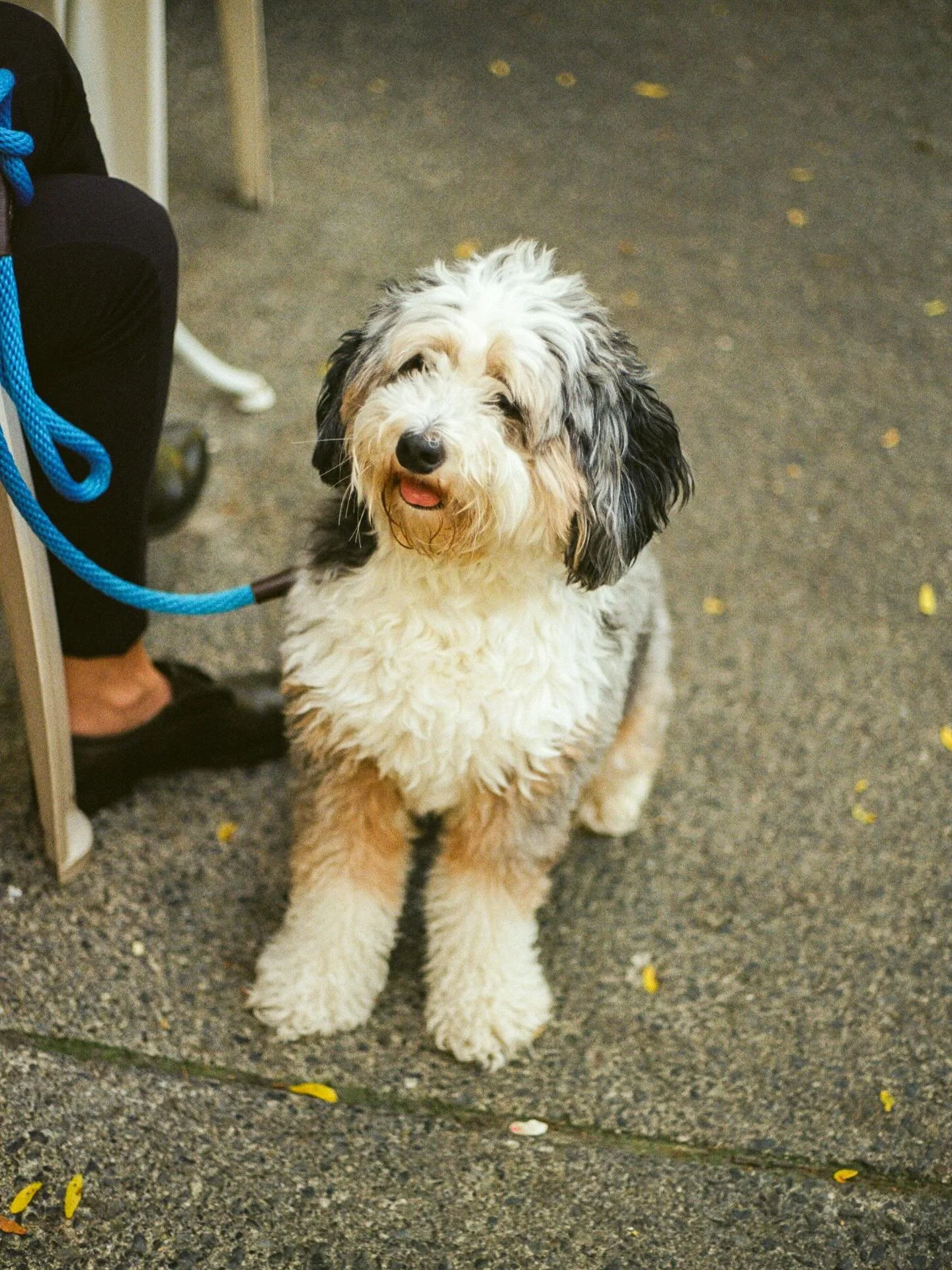 576. &ldquo;She has to come down for her social time every day.&rdquo; Ella the very friendly dog in the town centre | Rhinebeck, New York State developed by @bayeux_ltd 
.
.
.
#someoneimettoday #filmphotography #filmphoto #analogue #dog #dogsofinsta