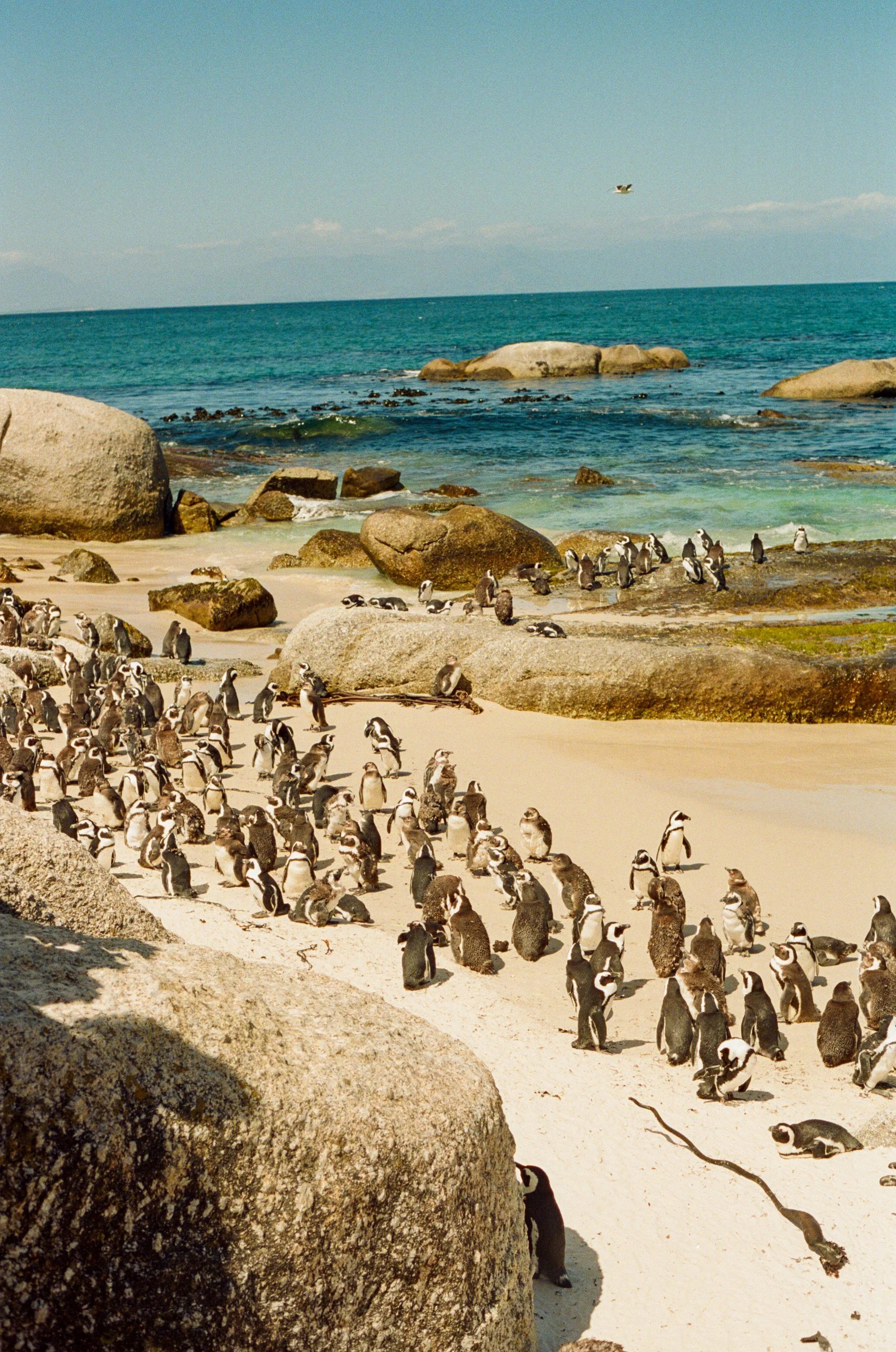 Penguins -23.jpg