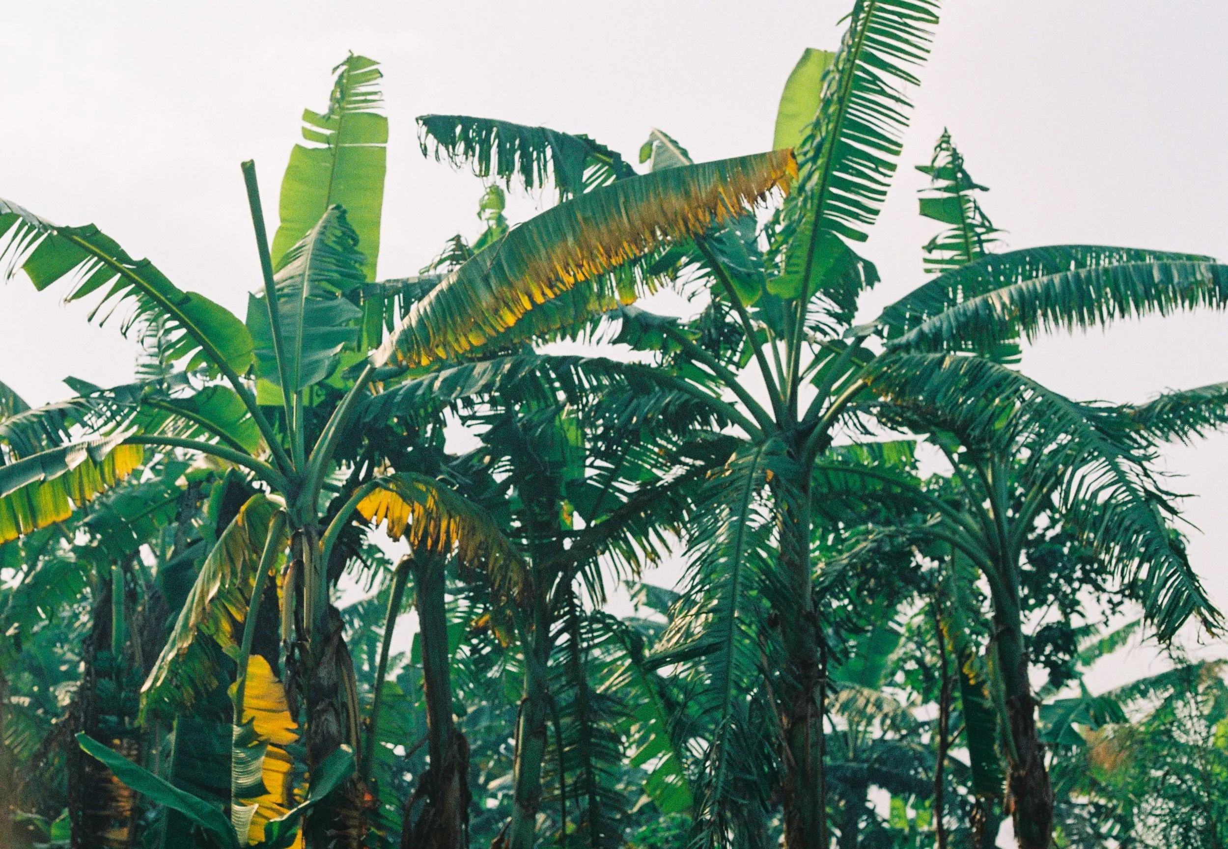 palm tree edited-1.jpg