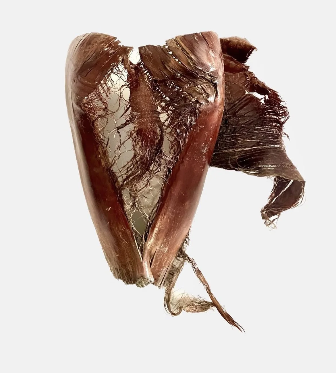 Armour against love, 2022, Tree bark, varnish, 52x45cm