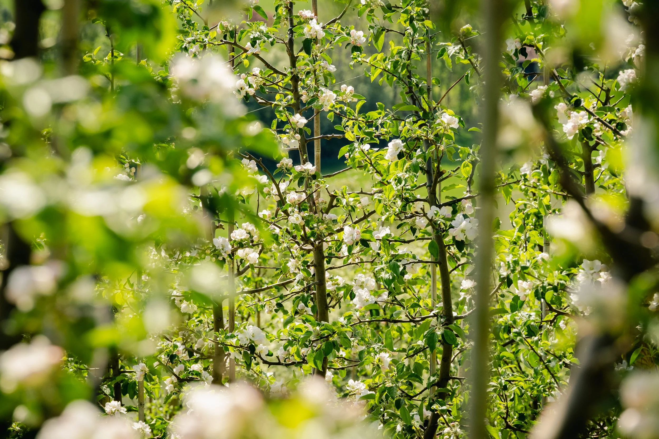 Smak epler fra Inderøy