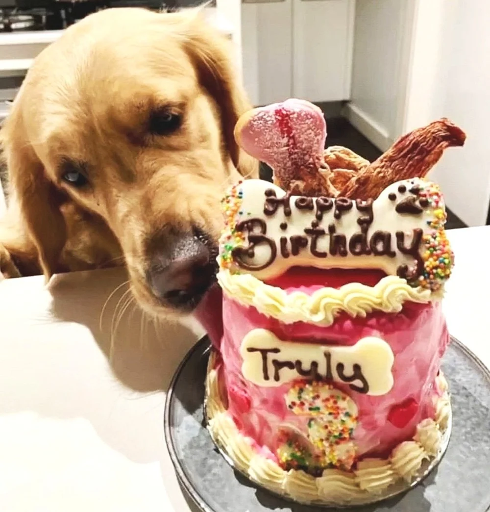 Golden Retriever Puppy Cake Near Me Golden Retriever Dog Birthday