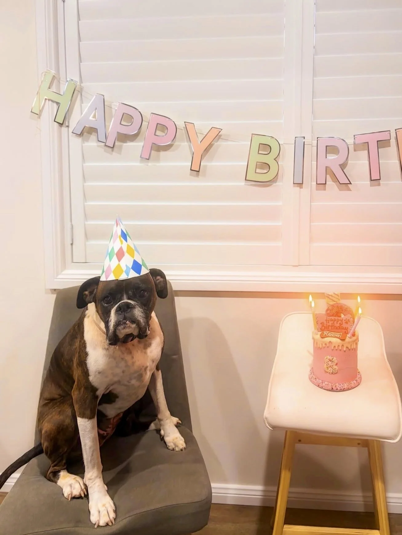 A dog wearing a colorful birthday party hat sitting on a chair at a birthday celebration. Behind the dog, there is a birthday banner reading 'HAPPY BIRTHDAY' in multicolored letters. To the right of the dog, there is a pink birthday cake with candles