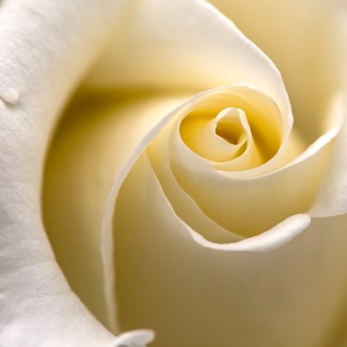 Sacred Roses: The Spiritual Symbolism of Roses