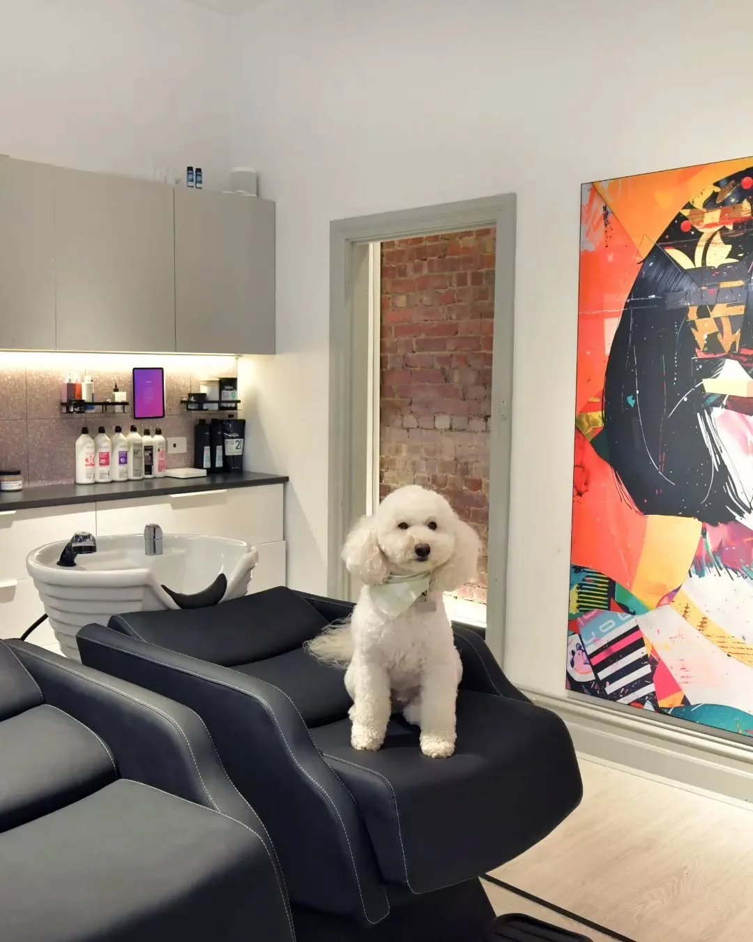 Some clients get colour, some get cuddles. 💇&zwj;♀️🐾