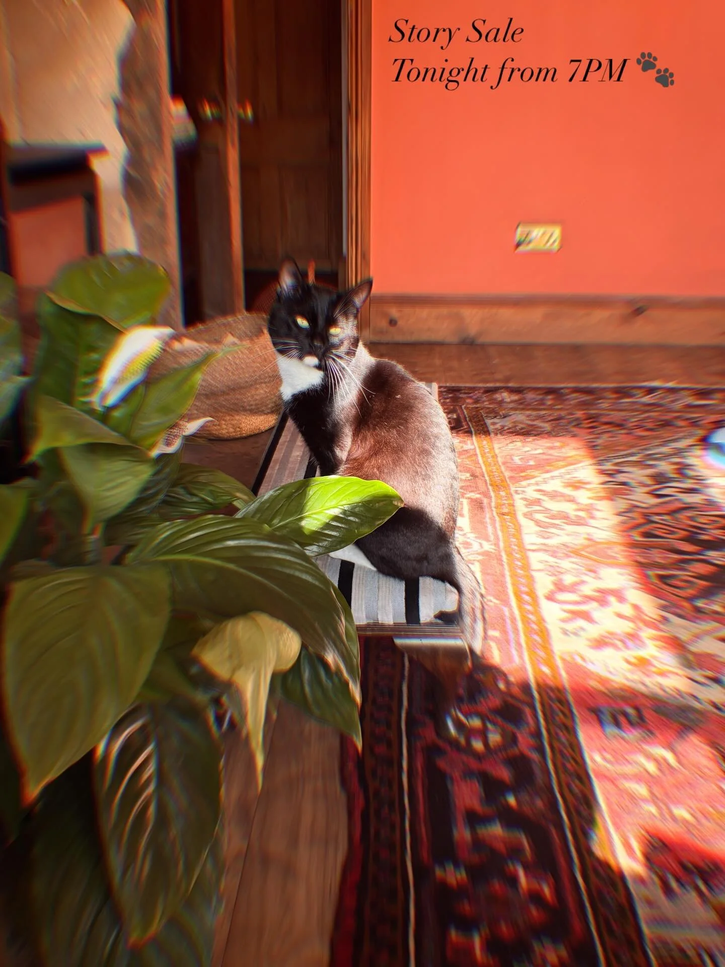 Seventies Soul has a new employee and he&rsquo;d like to make a special announcement 🐈&zwj;⬛

Tonight from 7PM I&rsquo;ll be running a little sale on my stories. Exclusively offering sweet discounts on a selection of treasures for this evening only 