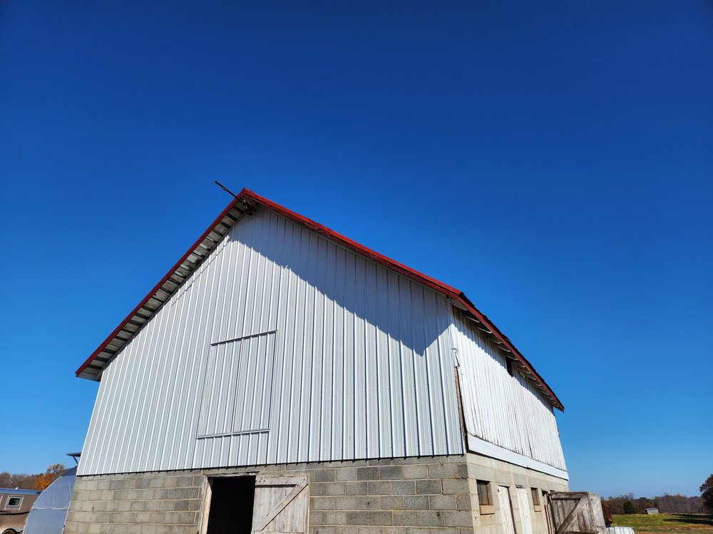 Birthing Berkshire Pigs — Maranatha Farms