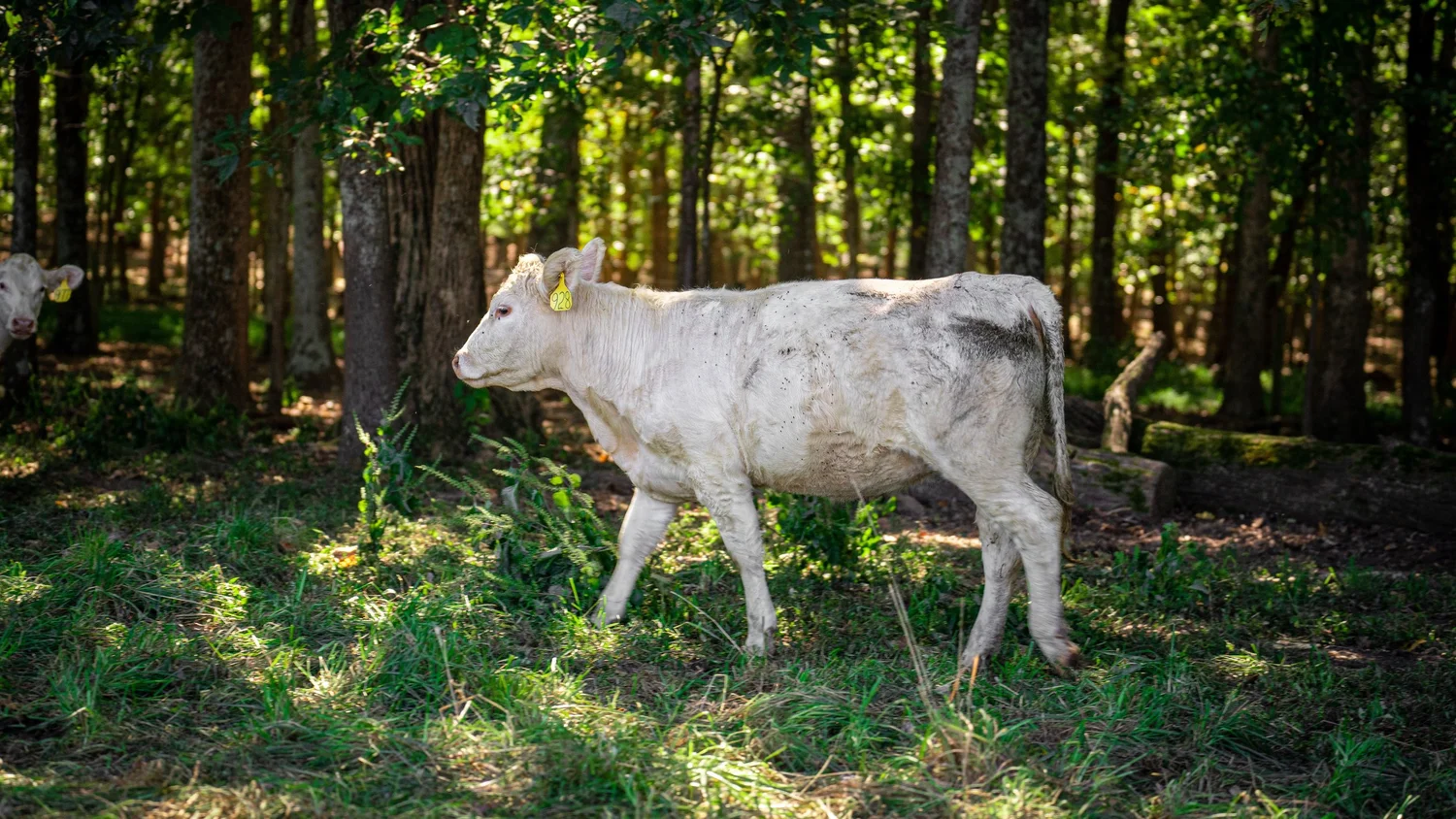 Maranatha Farms Contact Us — Maranatha Farms