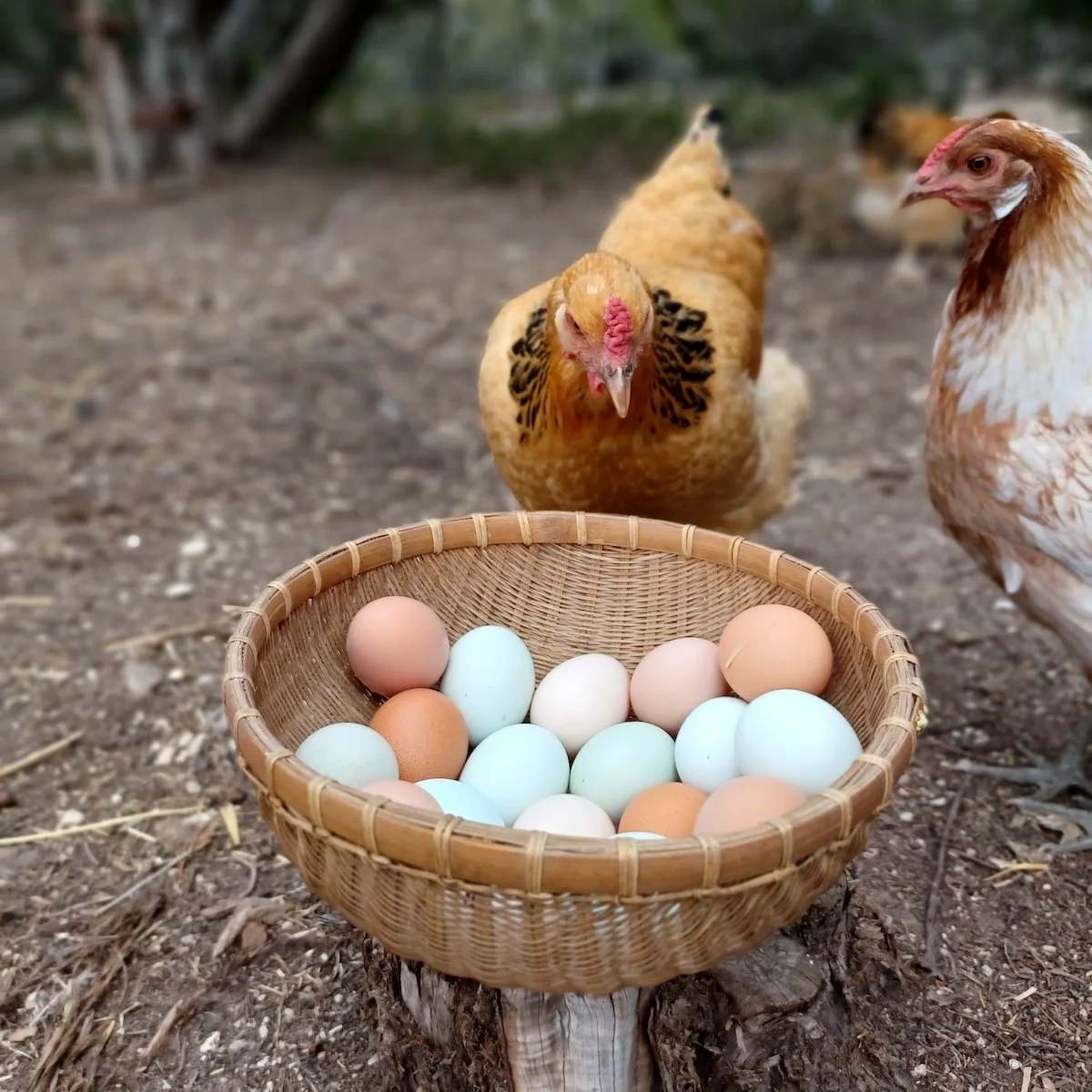 Enjoy feeding treats to our chickens, who roam around on 1 fenced in acre!