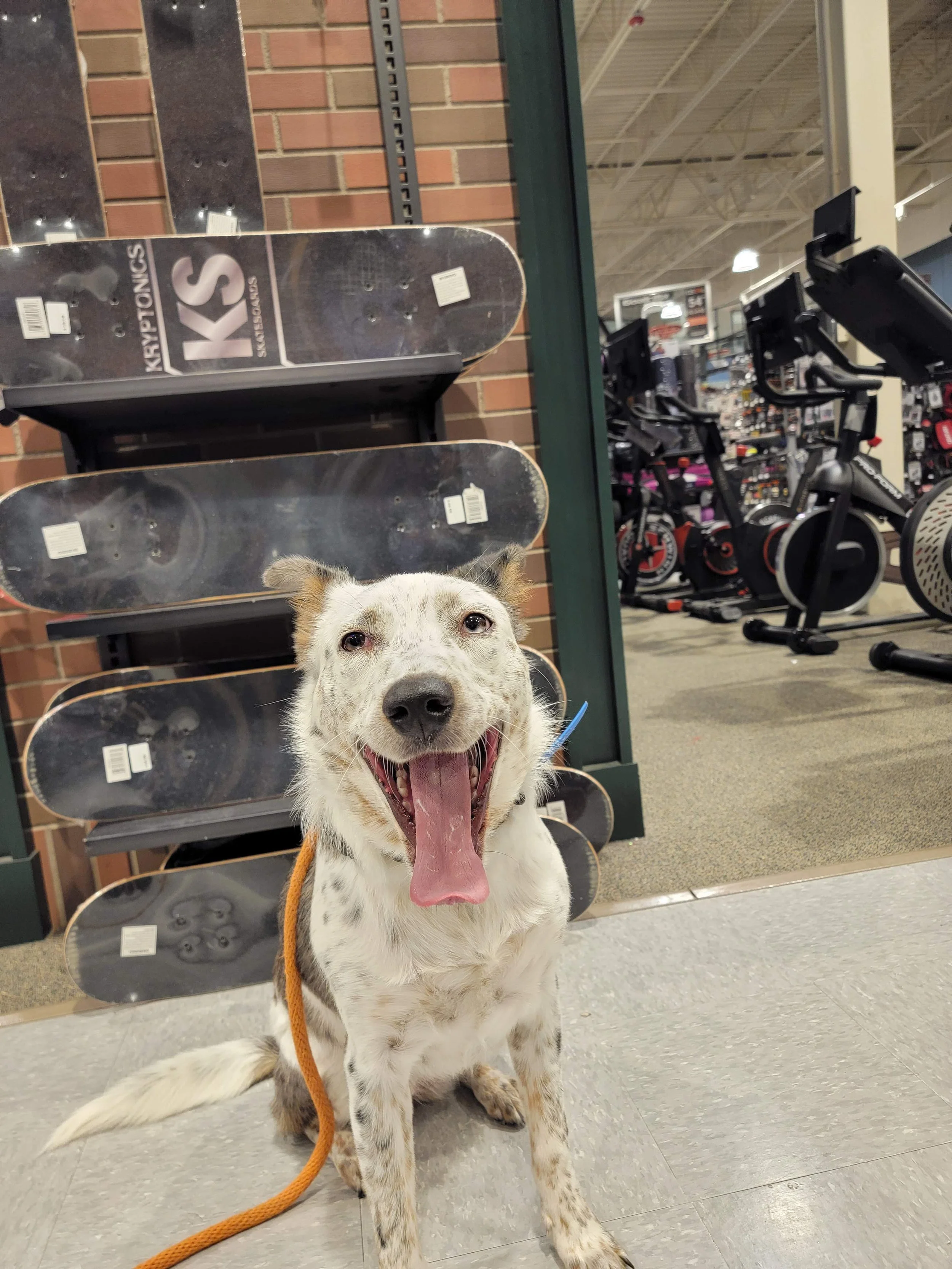 Welcome to the new Kinetic K9 website!