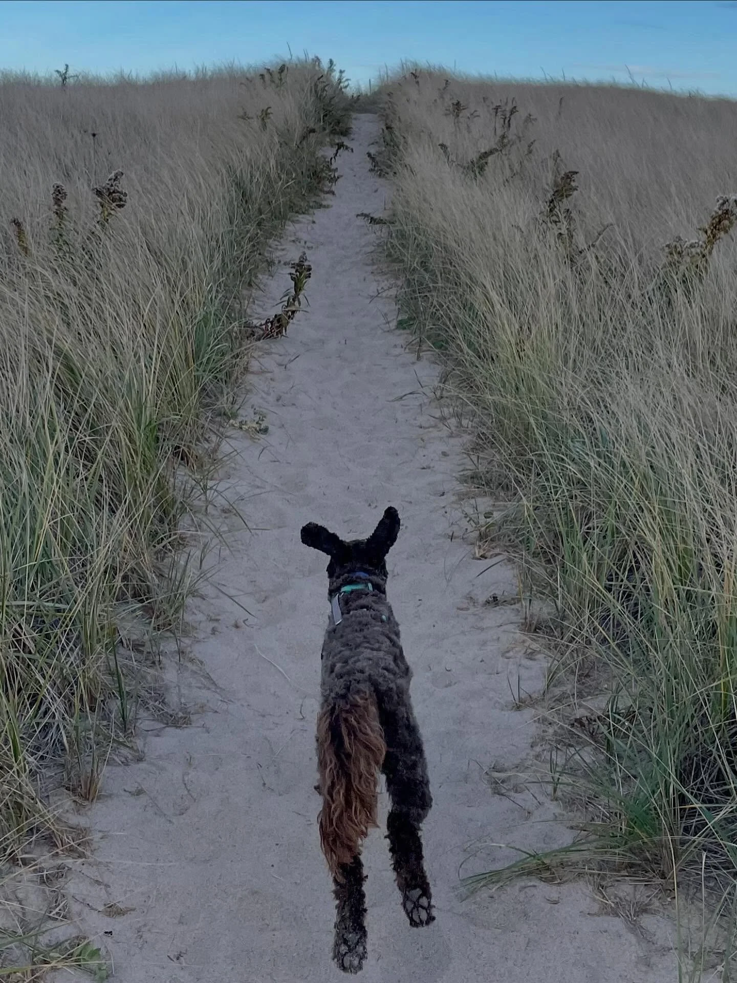 on the path ~ join me Tuesdays at 4:30 for mindful yoga&hellip;880 Main St, Chatham 🩵