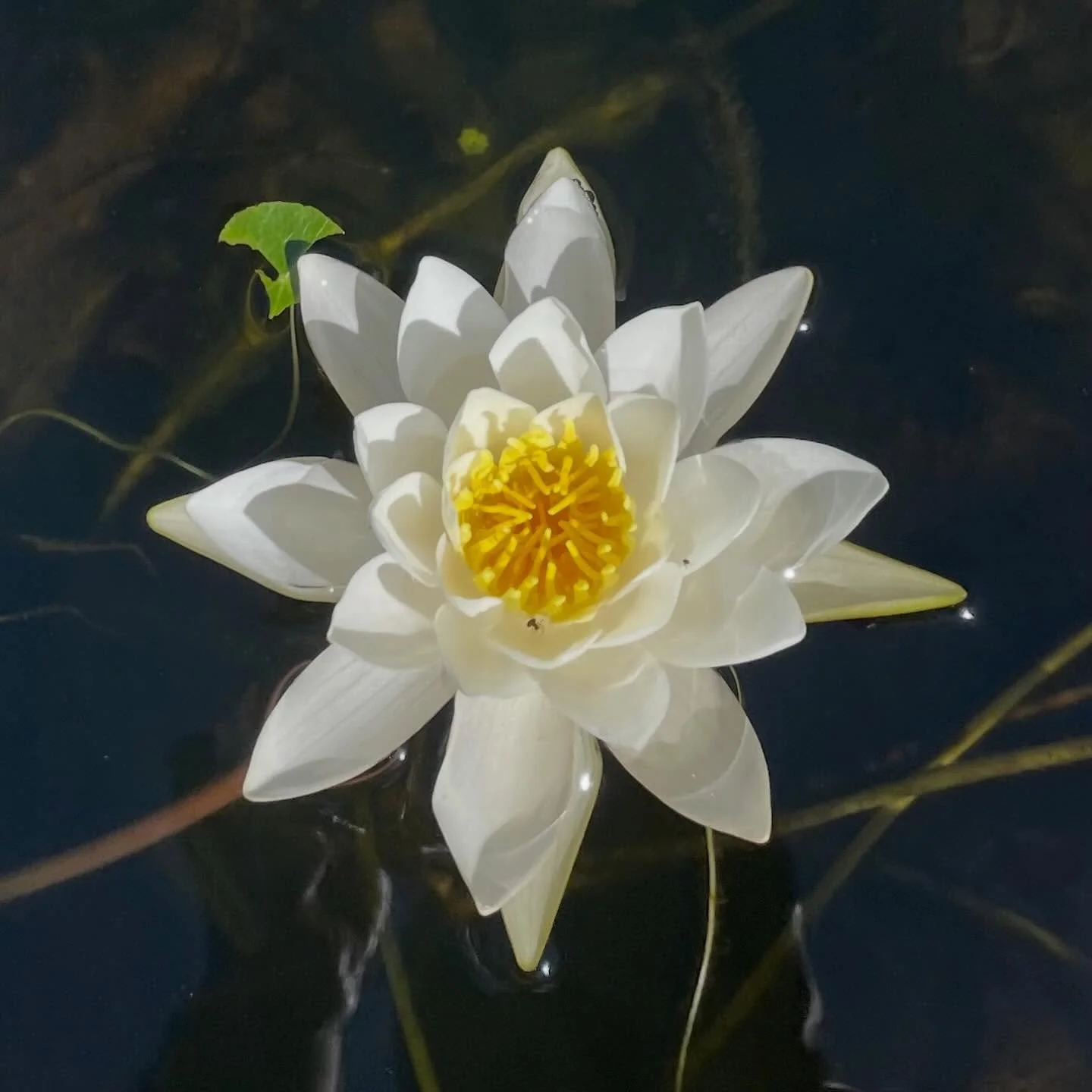 Extra offerings this week at Orleans Yoga ~ my schedule is below. Hope to see you on your mat!

This week: 
~Monday&bull; 4:15&ndash;5:15 pm
~Monday &bull; 5:45&ndash;7 pm (🌟sub)
~Tuesday &bull; 9:15&ndash;10:30 am
~Thursday &bull; 9:15&ndash;10:30 