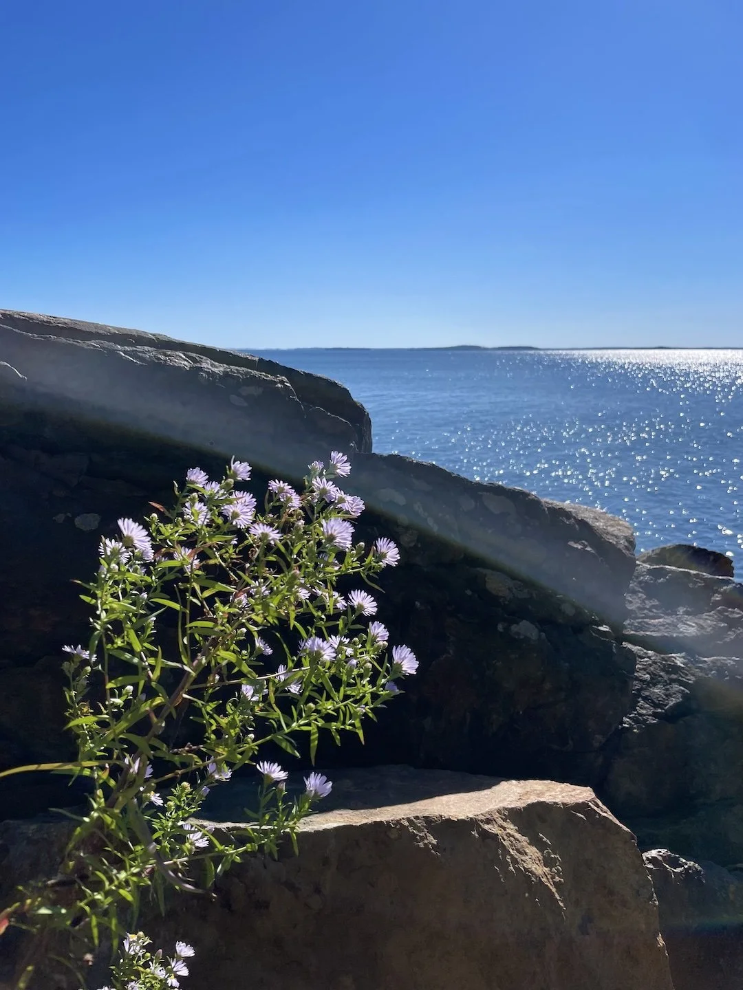 Joy in the Present Moment: Day-Long Retreat