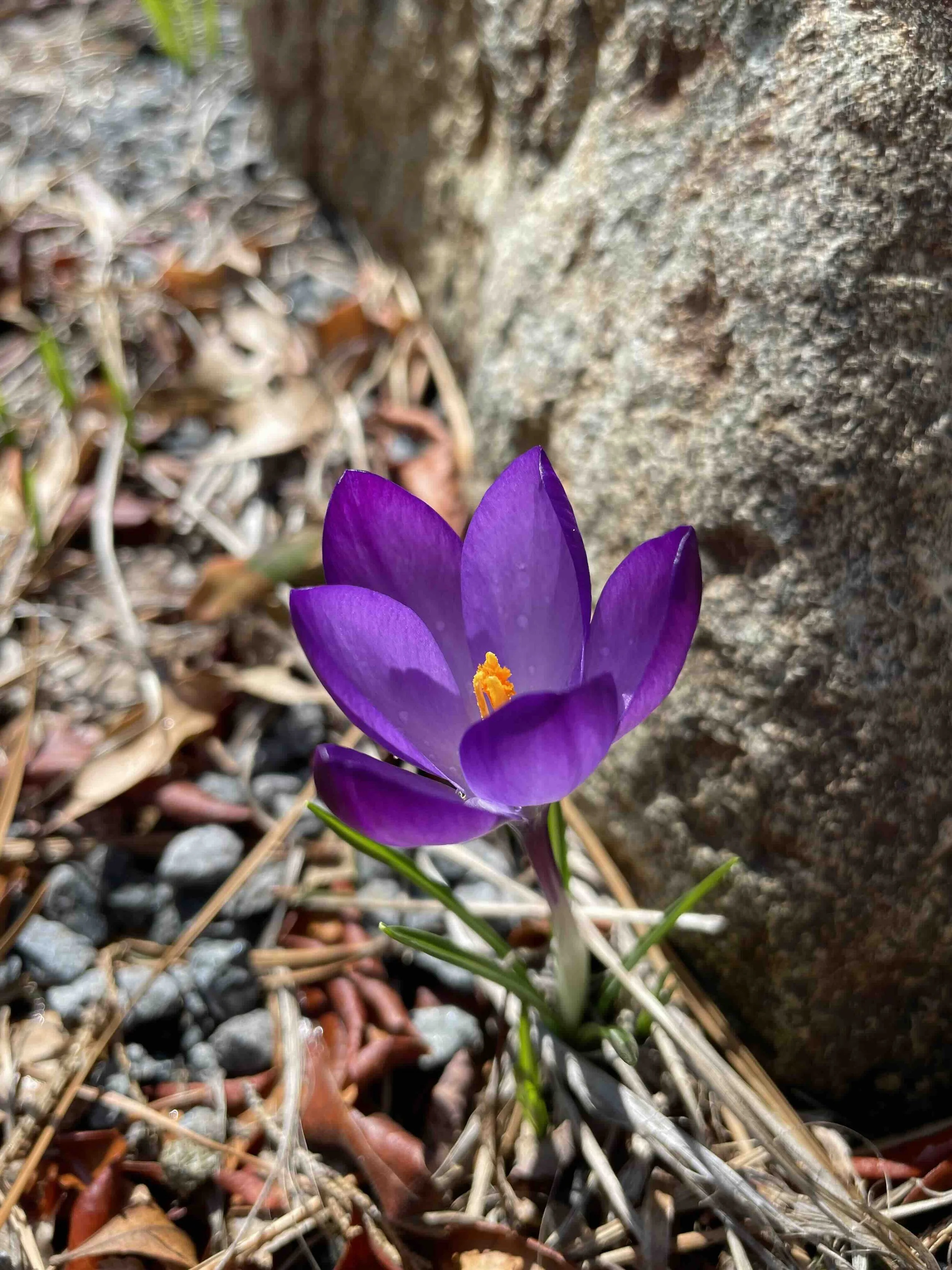 Spring Beginners Yoga Series