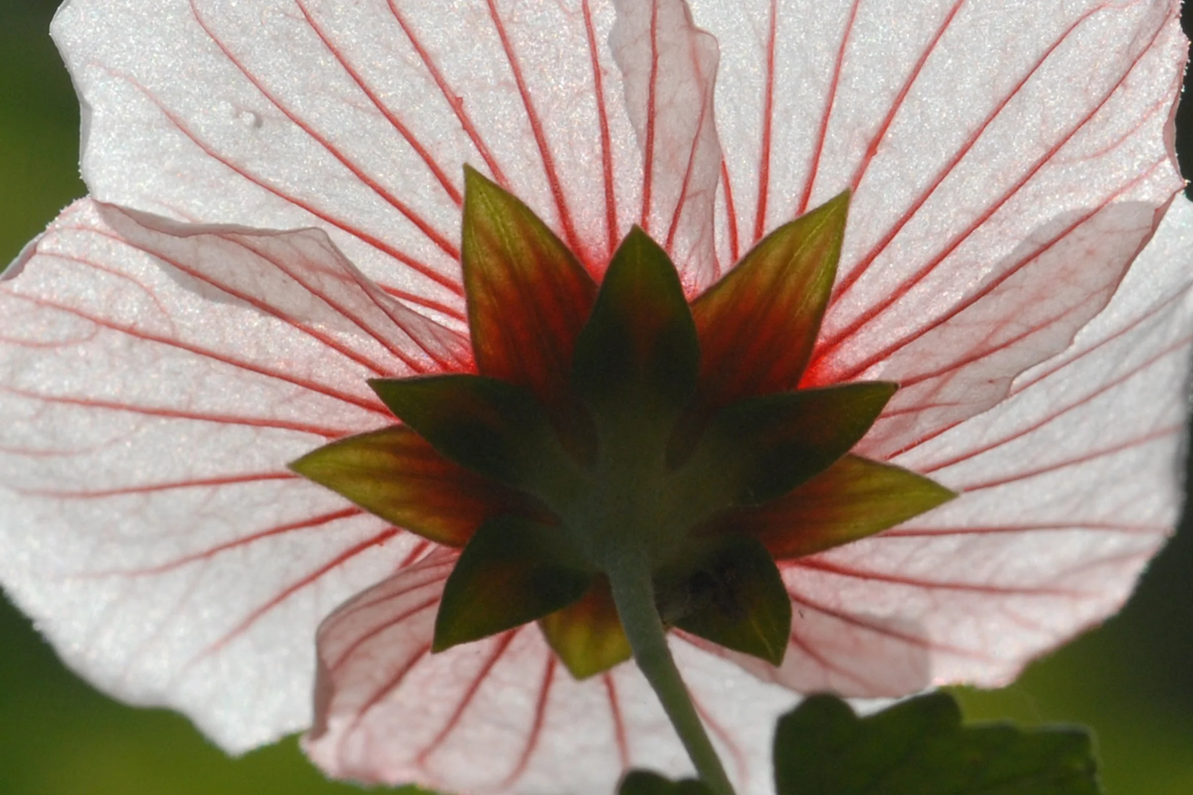 "Calyx", digital photograph
