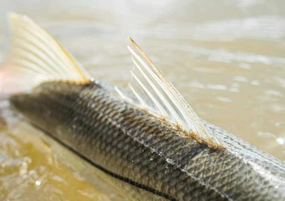 Everglades Snook Fly Fishing — Everglades Fly Fishing Guide Capt