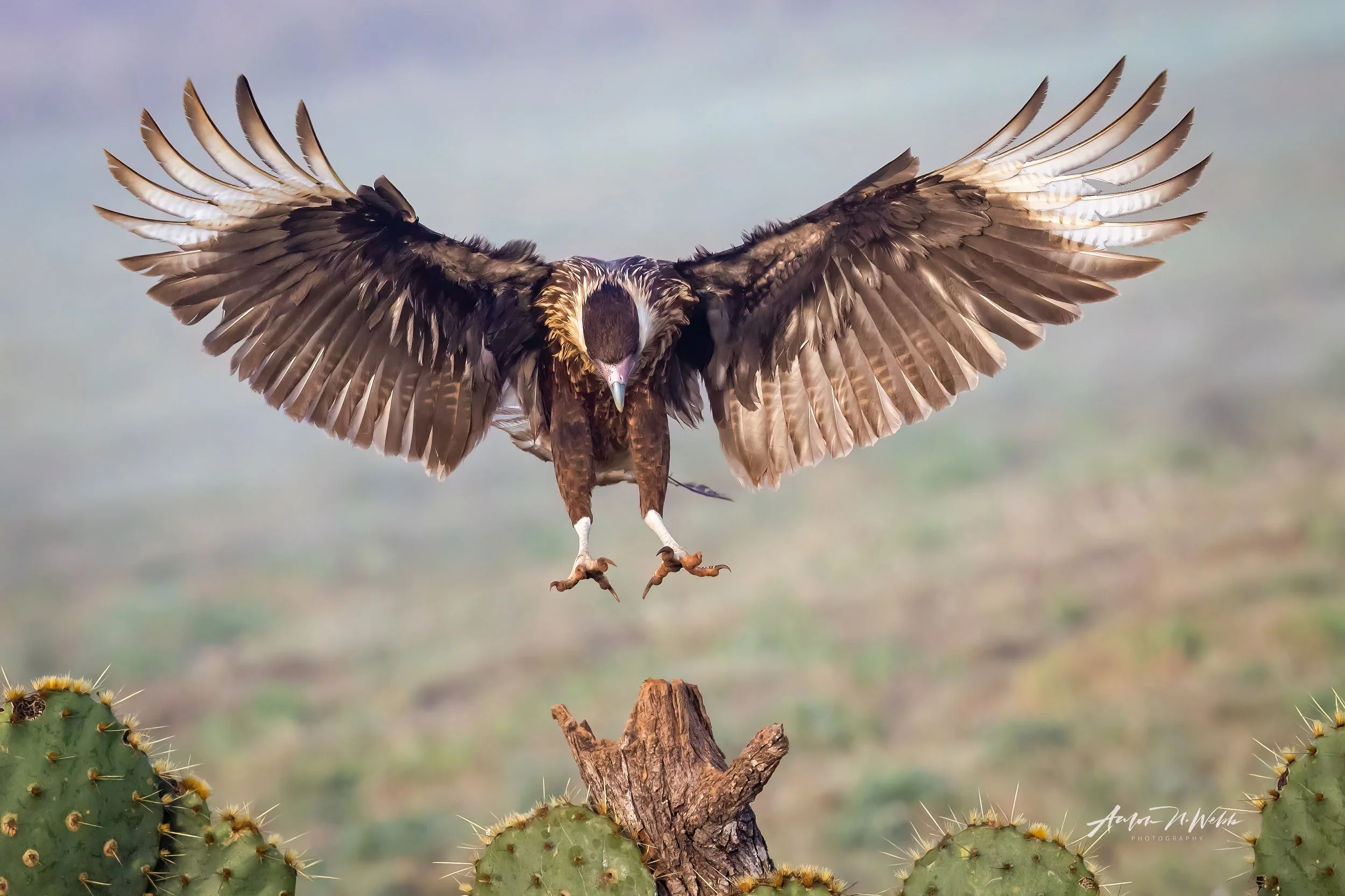 An eagle in mid-flight hovering over a cactus plant.