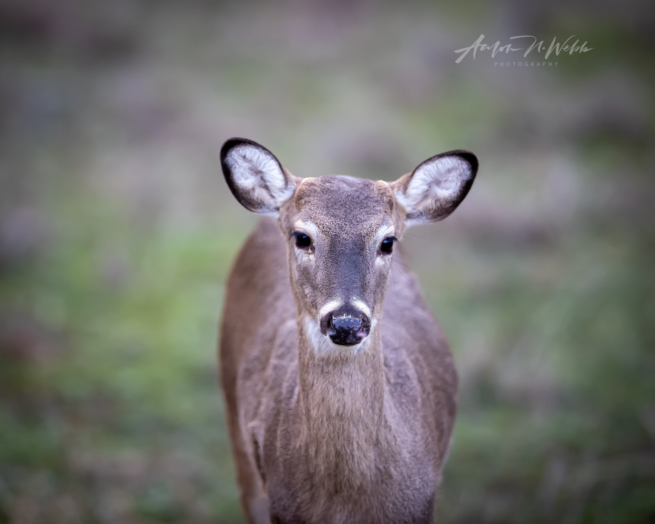 HSB_122722-08.ANW.jpg