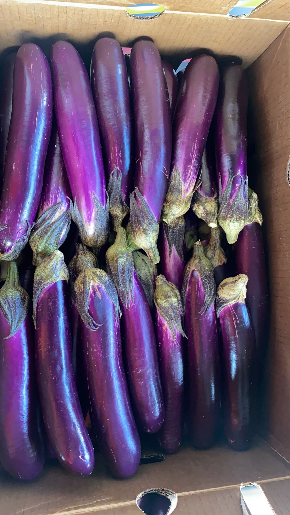 CHINESE EGGPLANT