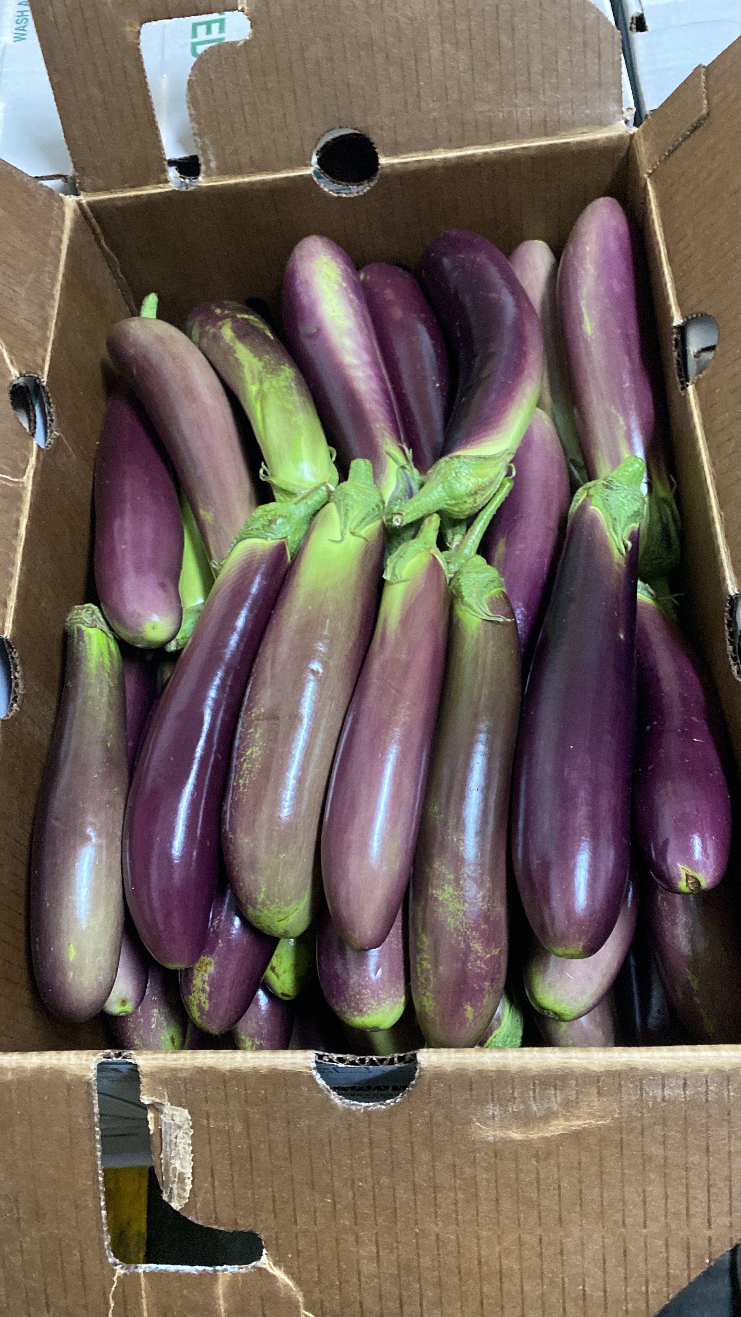 PHILIPPINE EGGPLANT