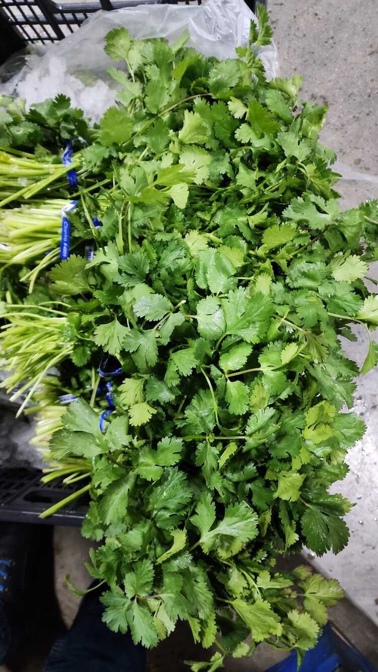 CILANTRO