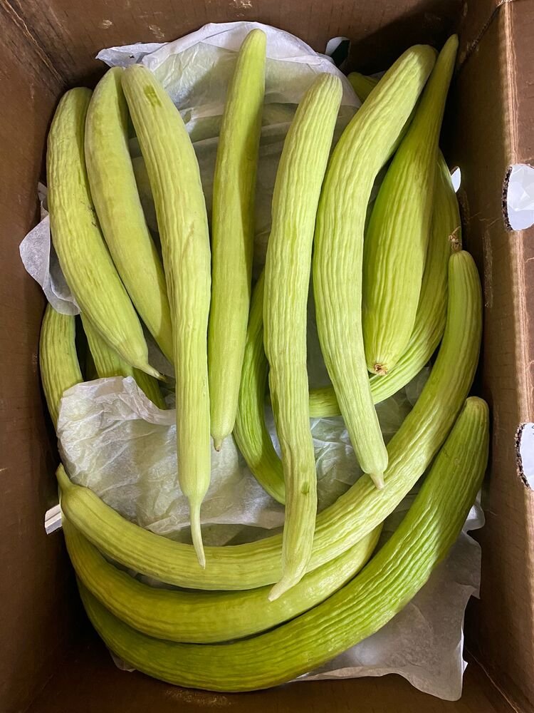 INDIAN CUCUMBER