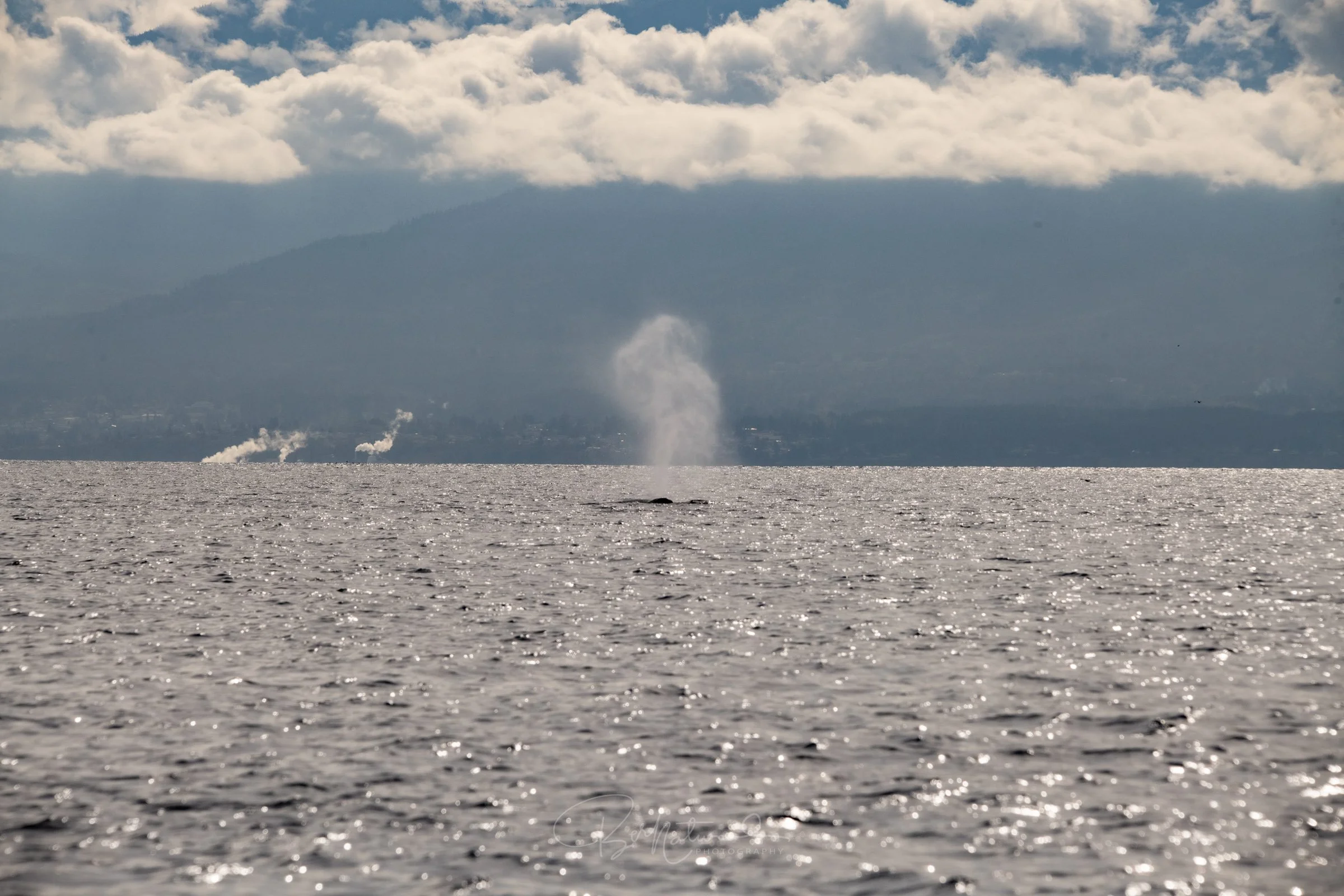benatural_humpback-4.jpg