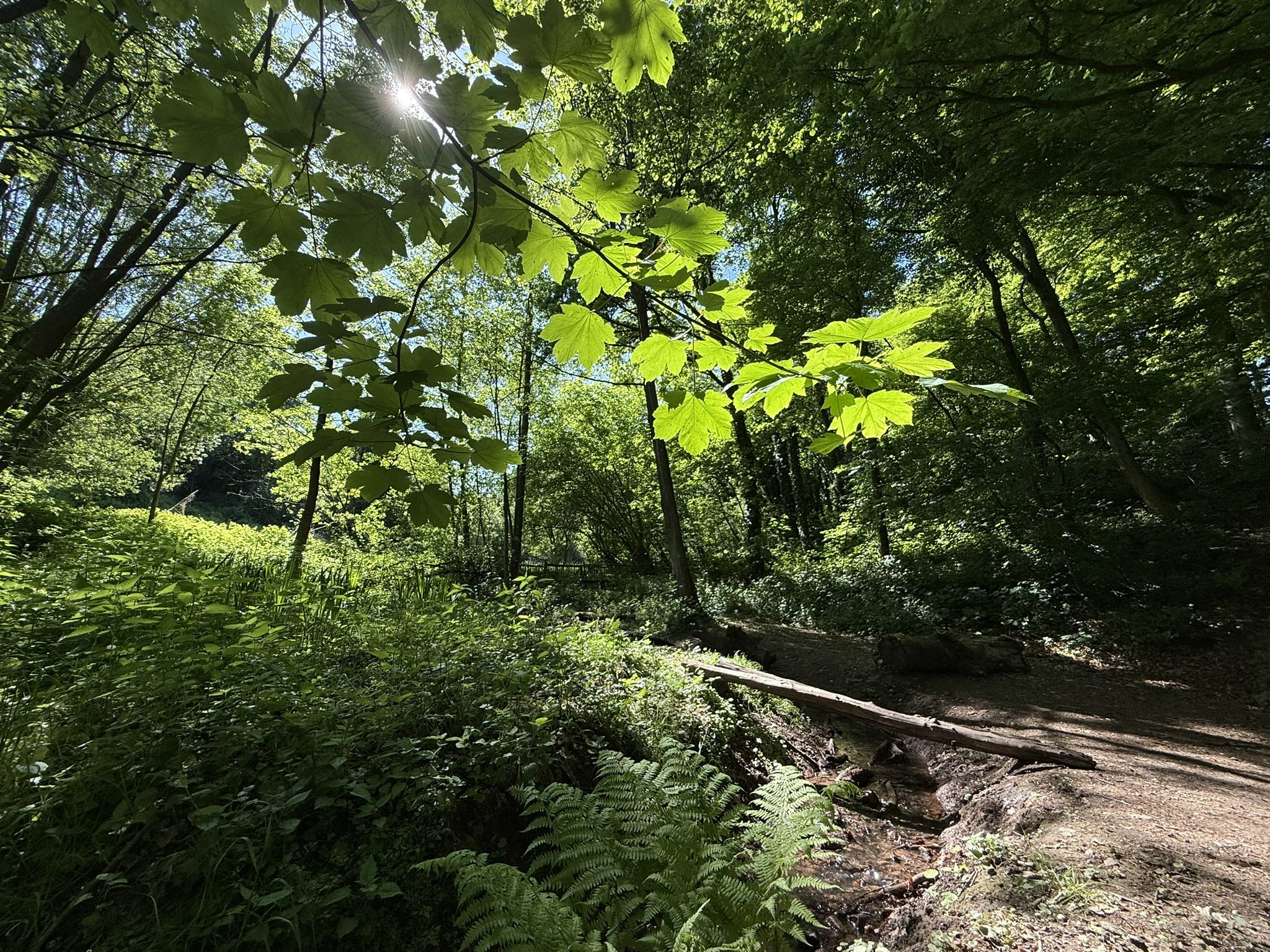 IMG_0605.JPEG