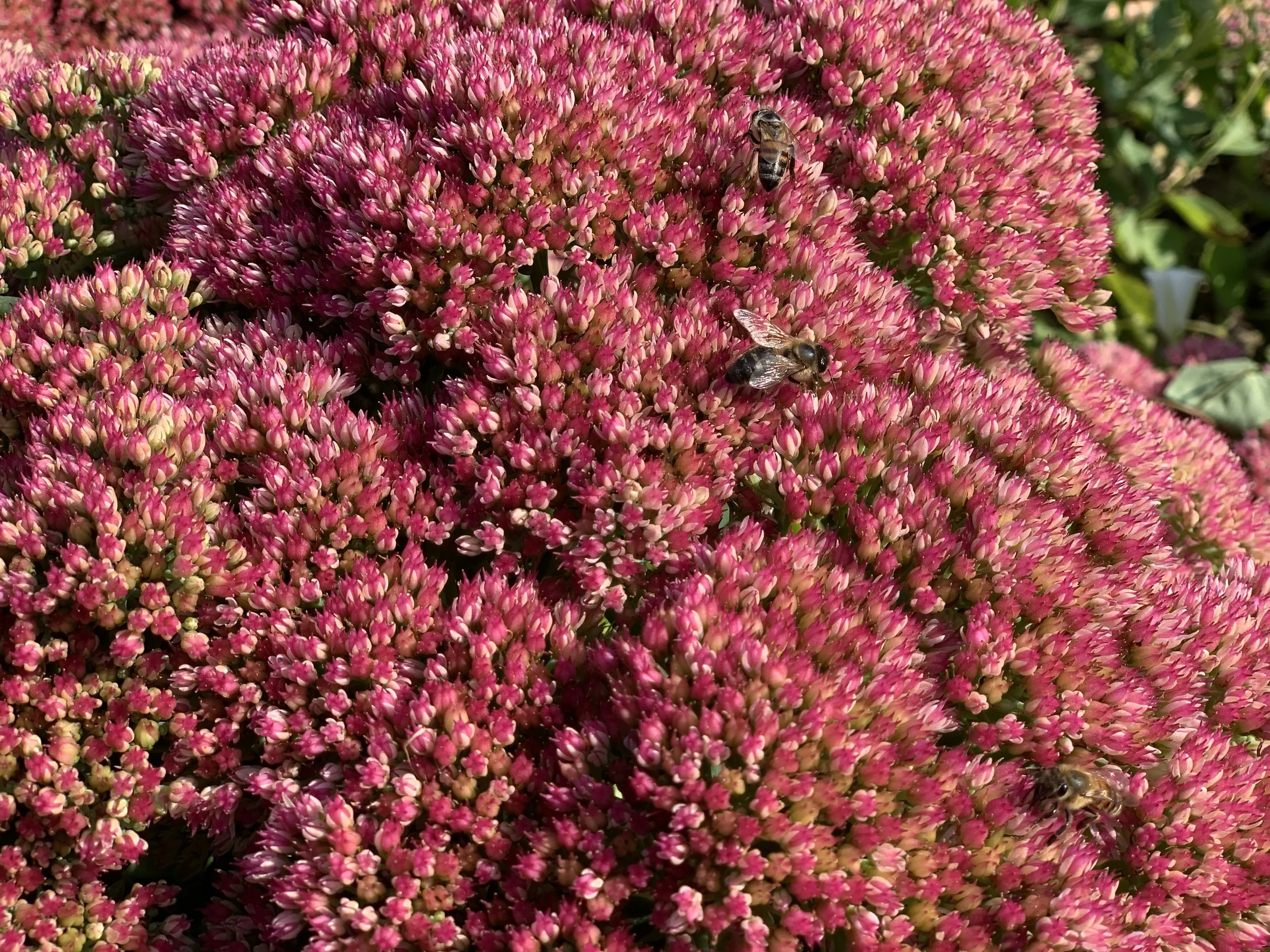 Séroule Bees