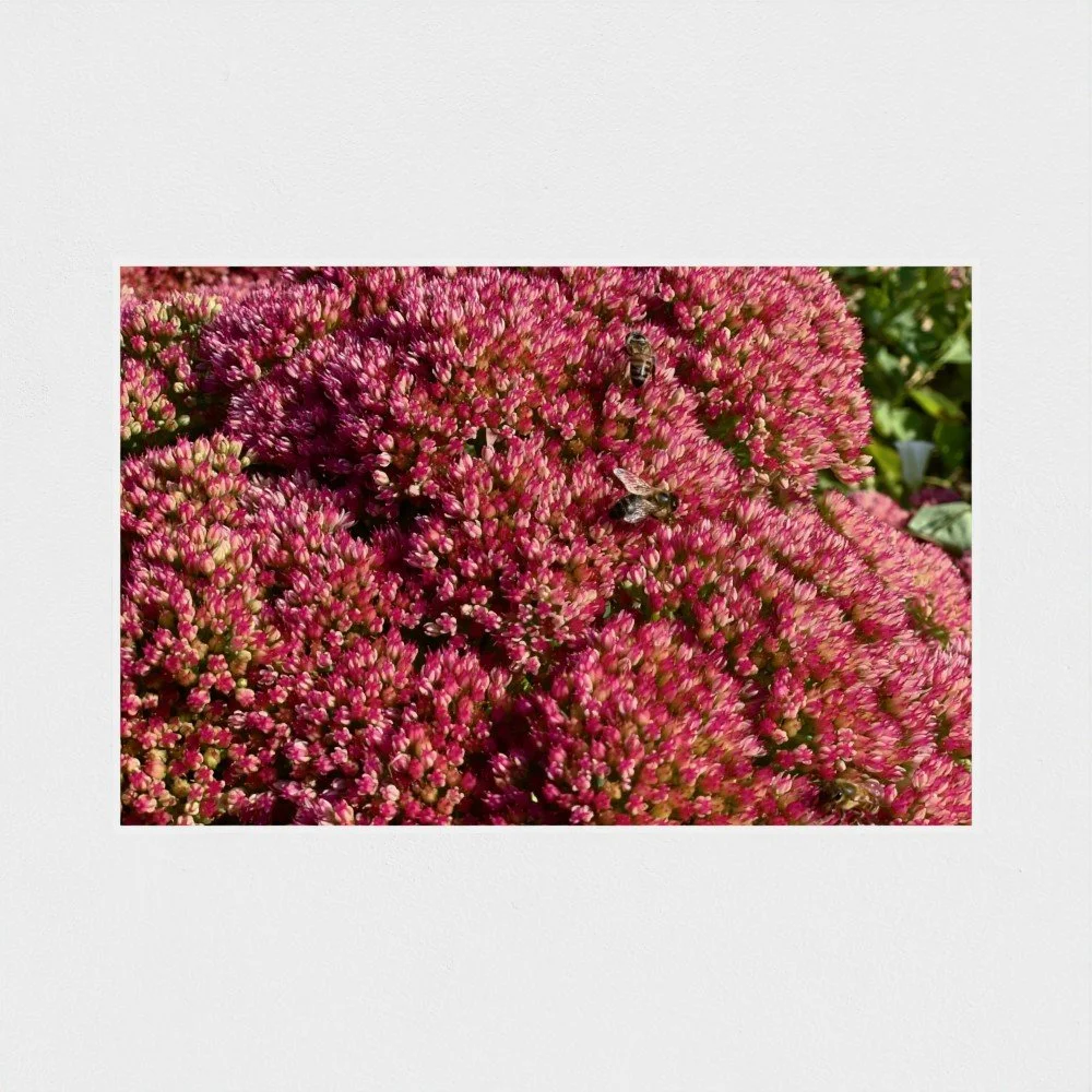SérouleBees_Mockup3.jpg