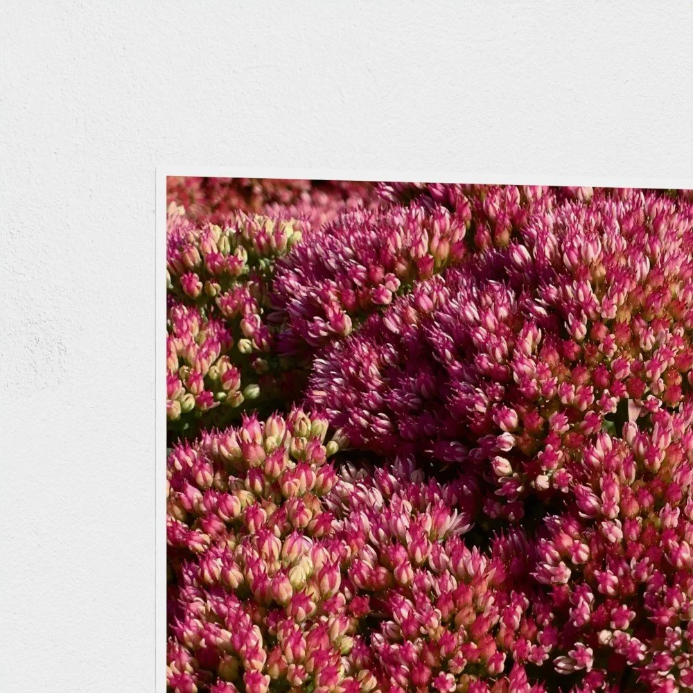 SérouleBees_Mockup2.jpg