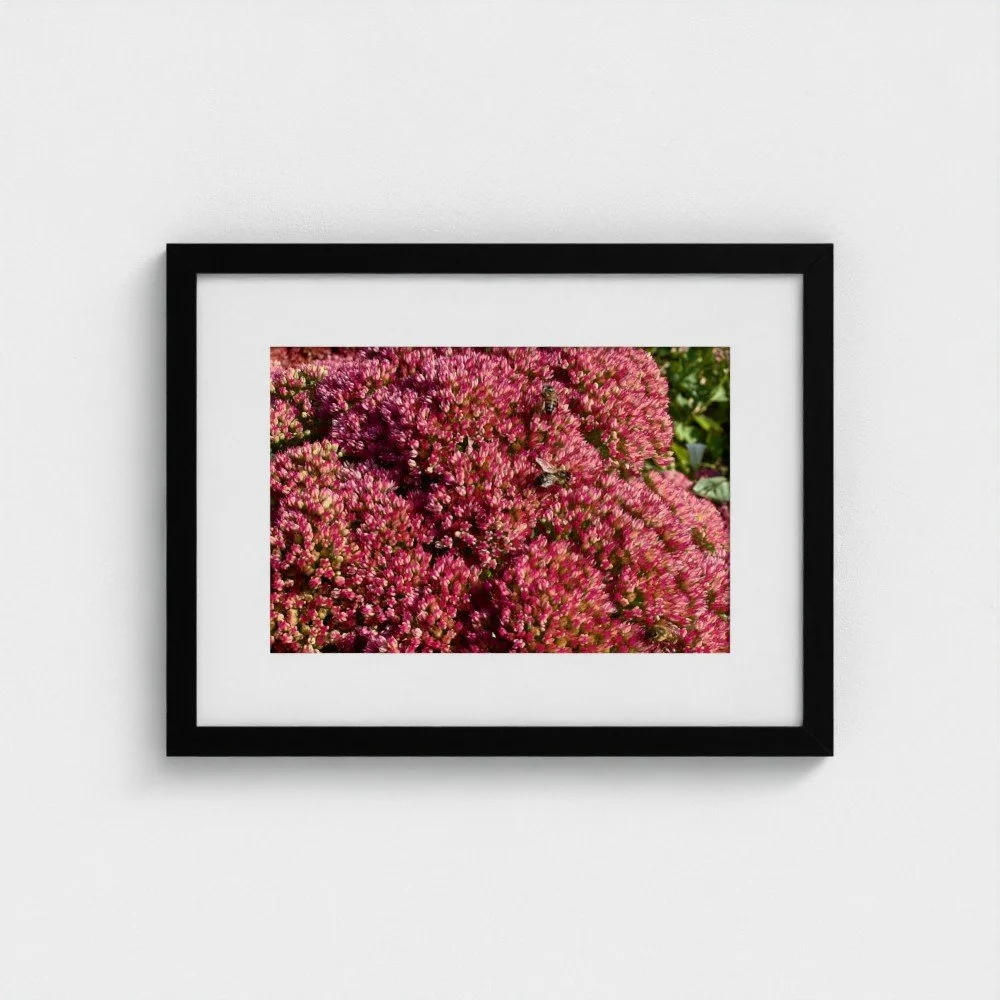Séroule Bees - Framed prints