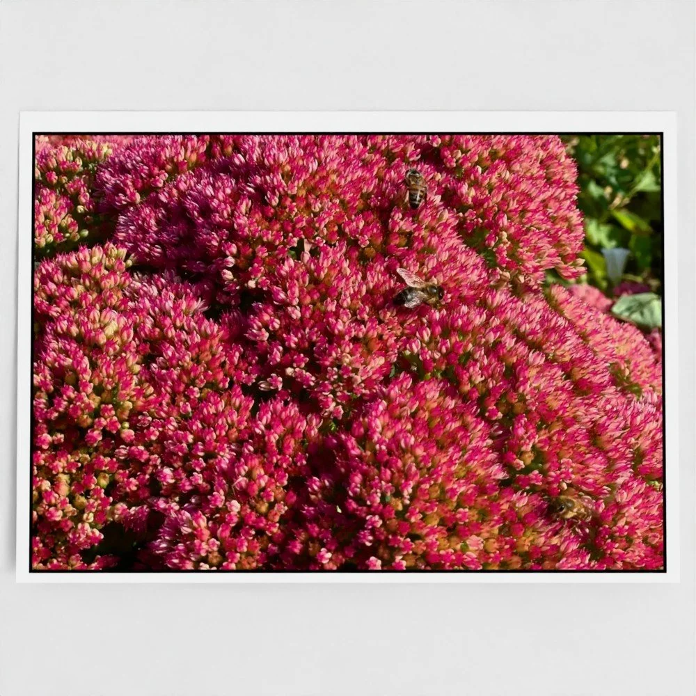Séroule Bees - Cards