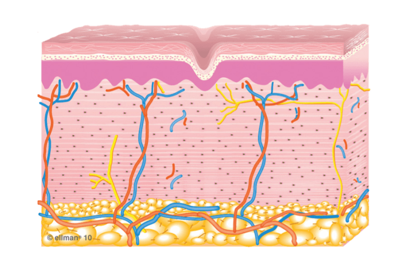 Denervation Skin Skin Revitalization — Draelos Metabolic Center