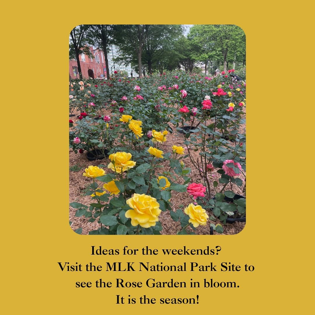 Have seen the roses at the MLK National Historic Site?  Combine a little history with spring flowers!  Make sure to visit the Coretta Scott King memorial gardenacross the street in the King Center as well.